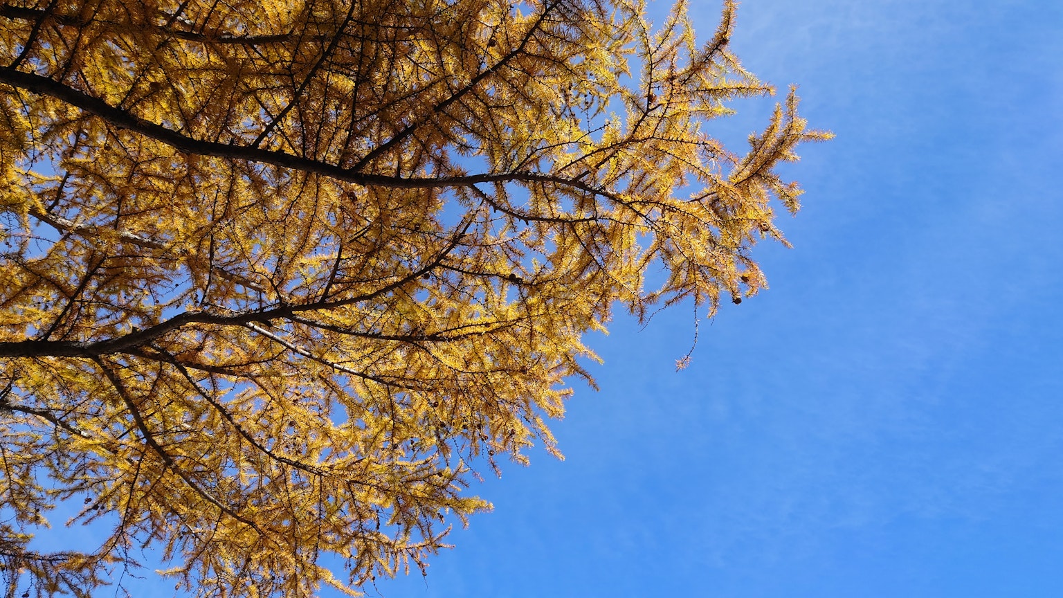 Árbol con hojas amarillas brillantes contra un cielo azul
