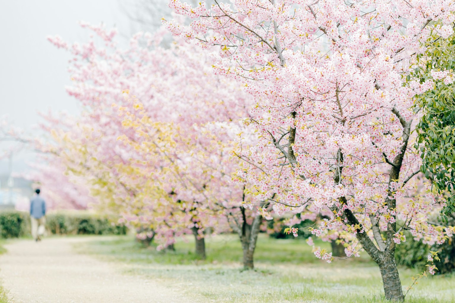 Park scene with blooming cherry blossom trees and a path