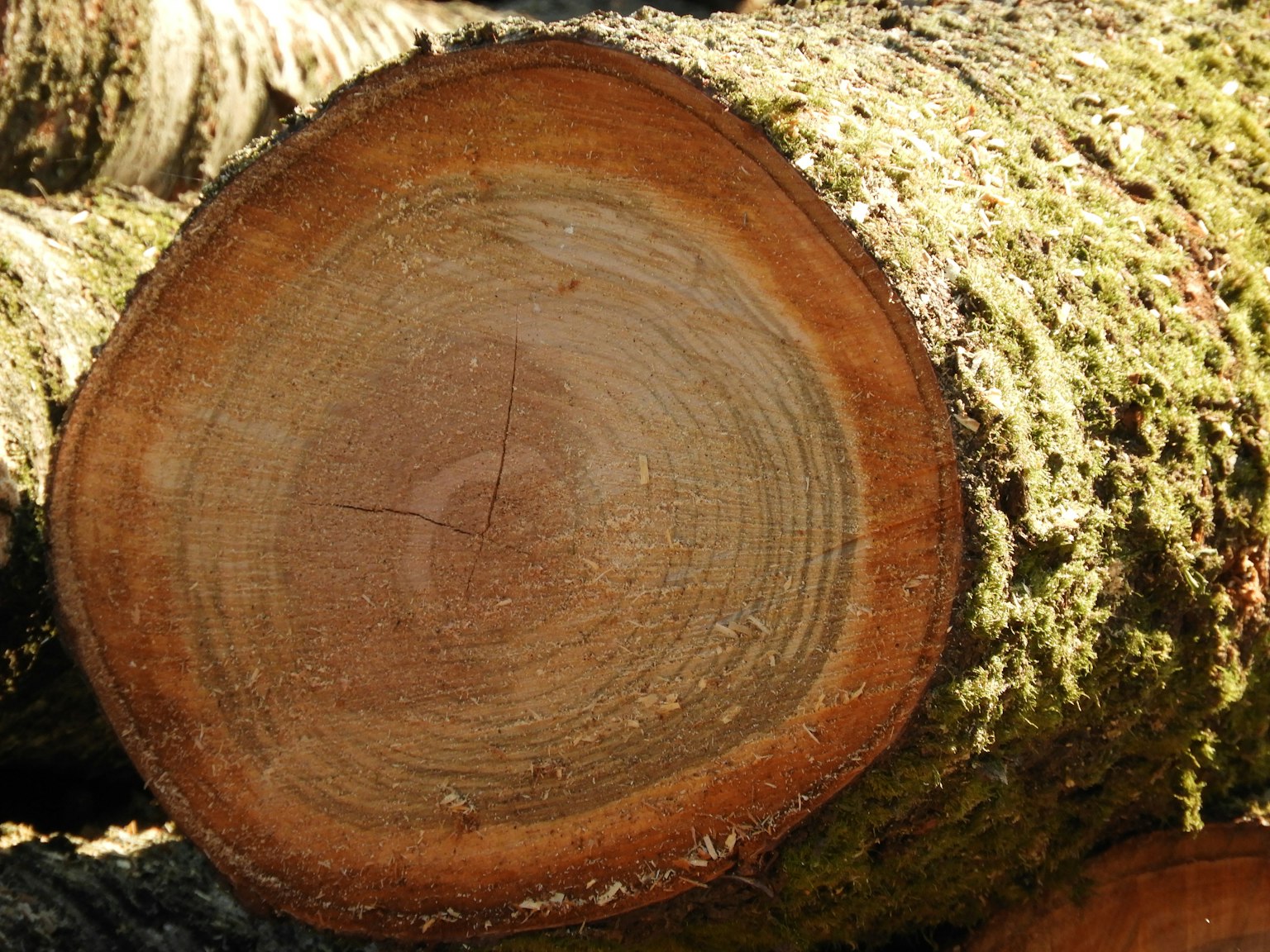 Imagen de un tocón de árbol mostrando la sección transversal de la madera