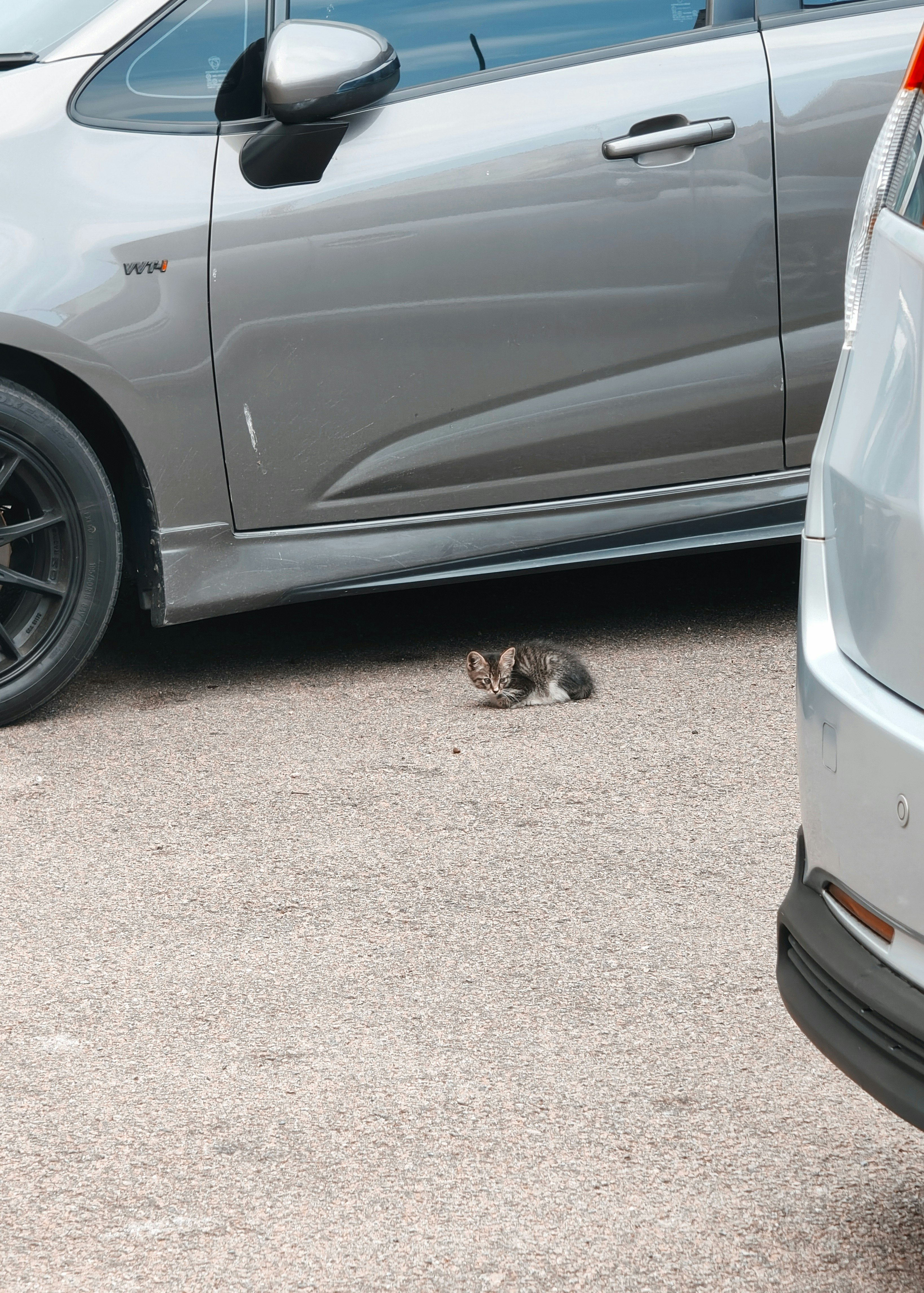 車の横で見つめる子猫