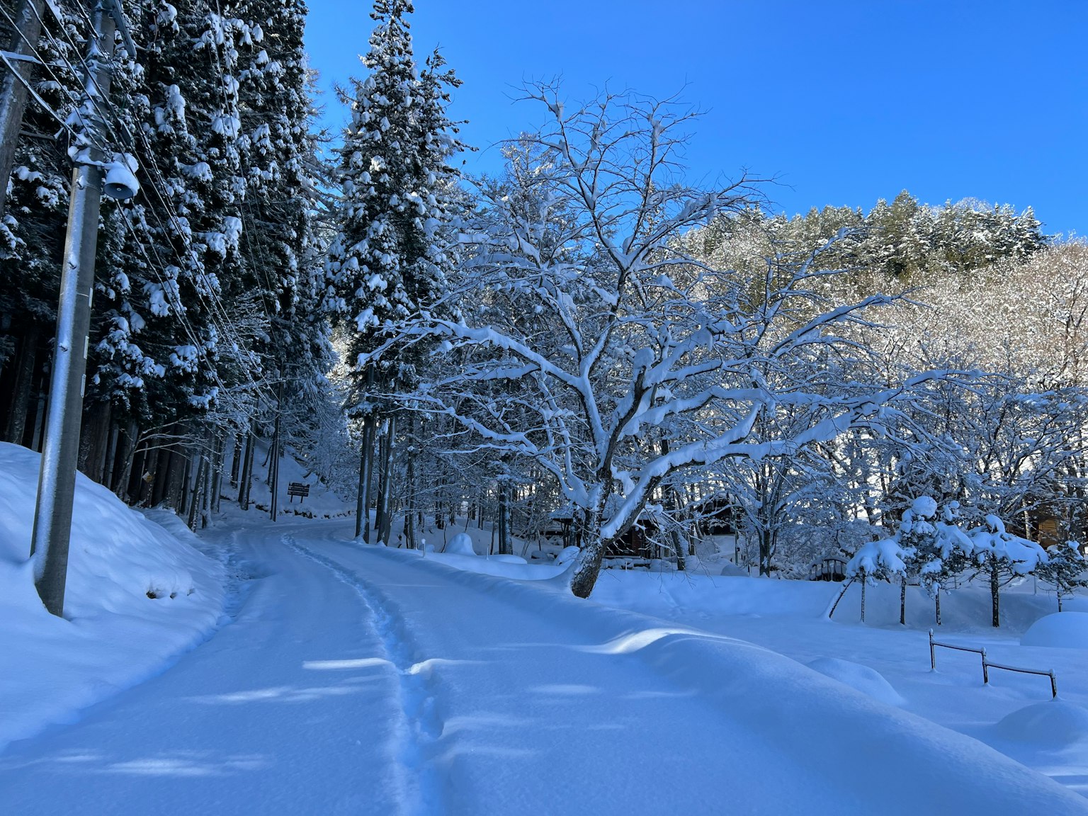 Strada coperta di neve fiancheggiata da alberi sotto un cielo blu chiaro