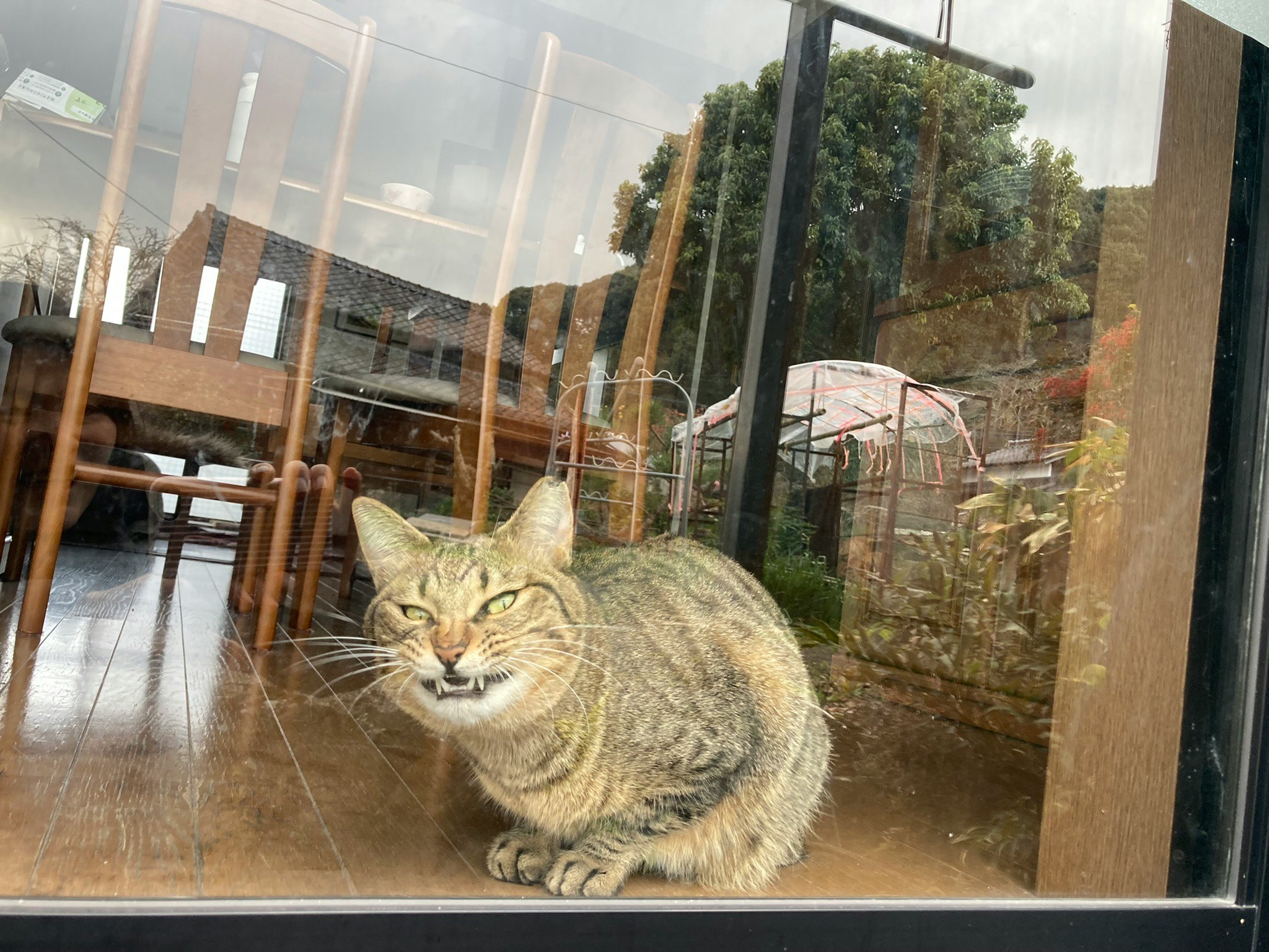 ガラス越しに見える猫の横顔