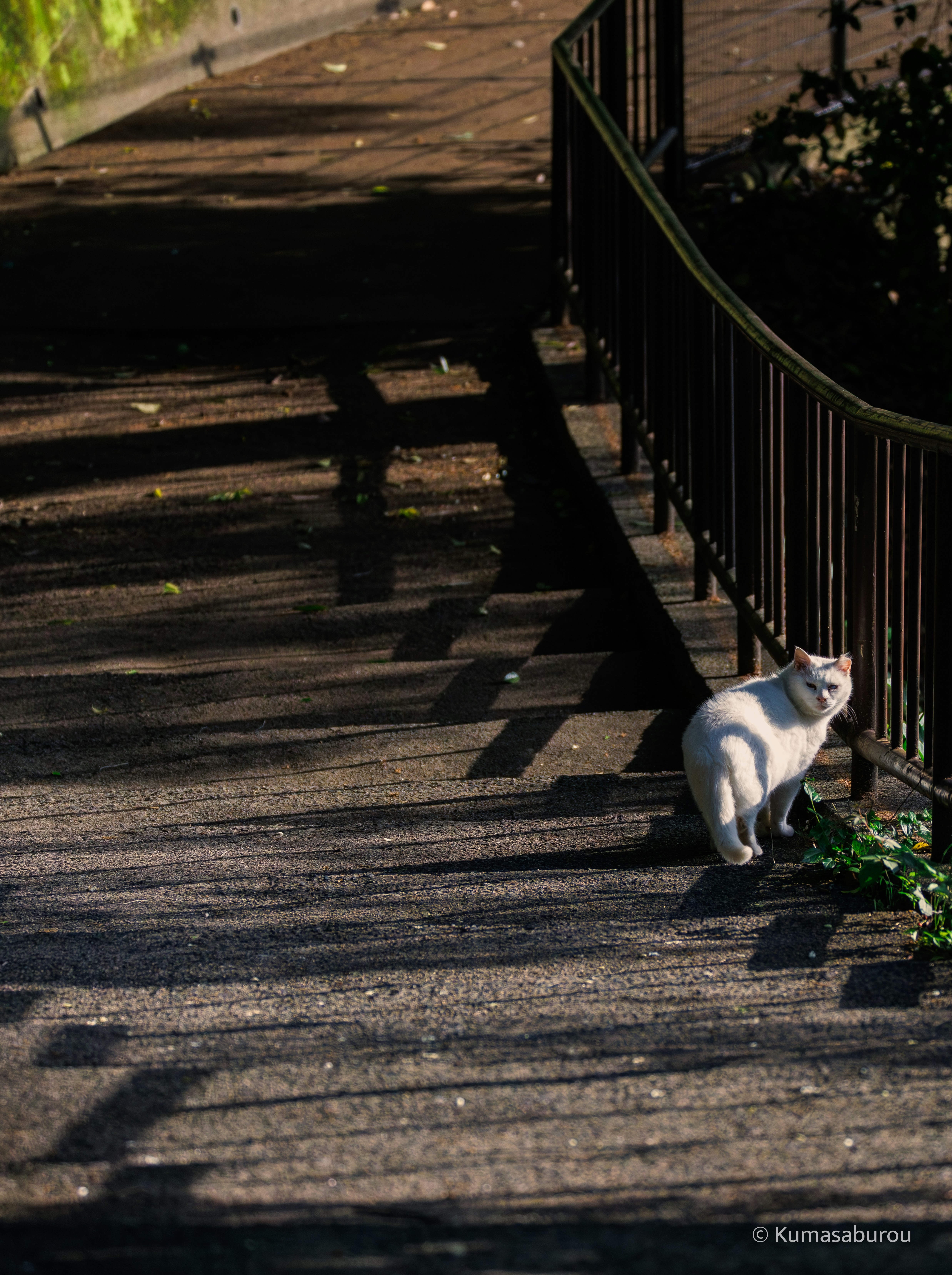 影が長く伸びる階段で白い猫がこちらを見ている