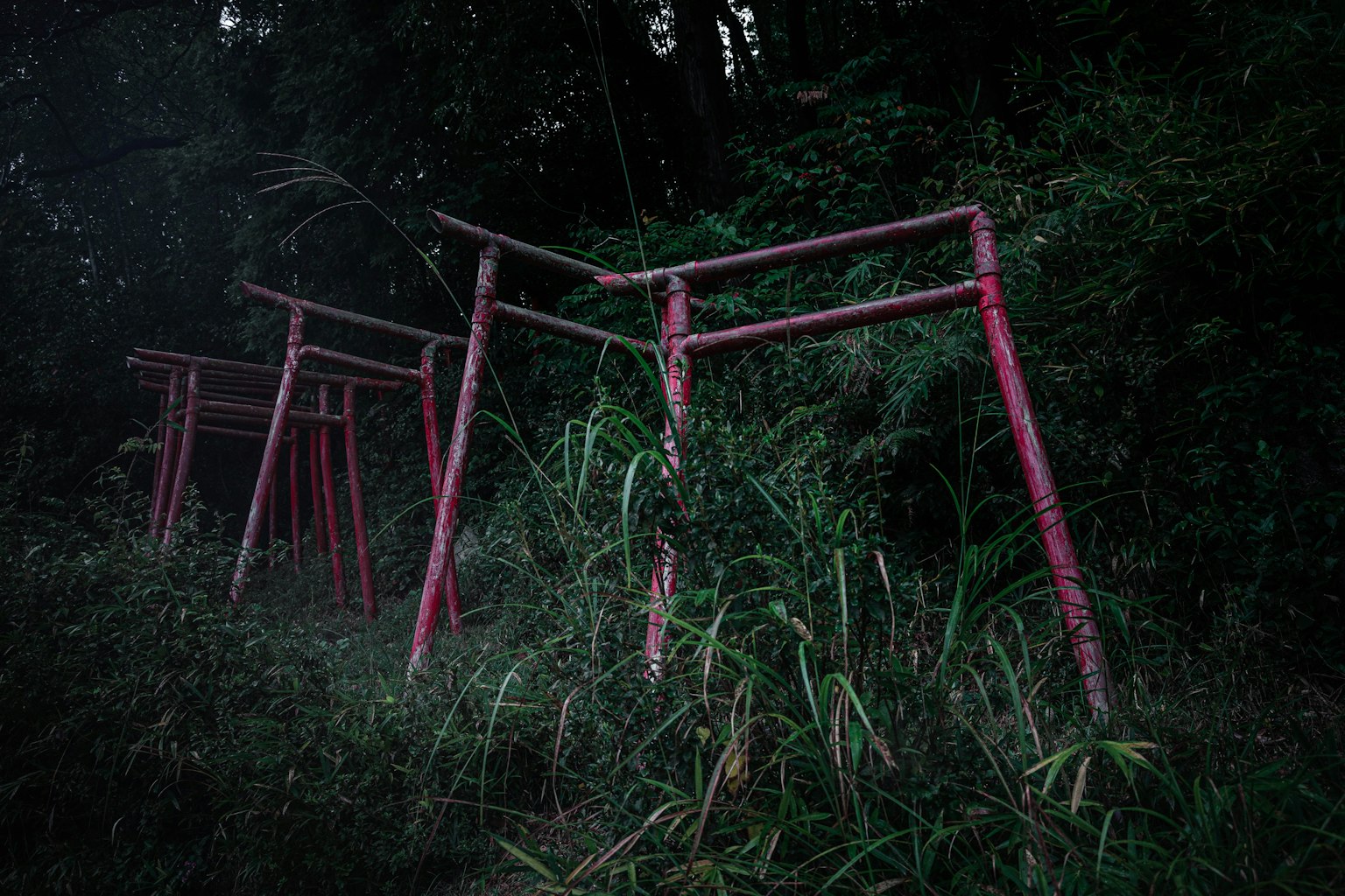 Cổng torii màu đỏ đứng trong rừng tối