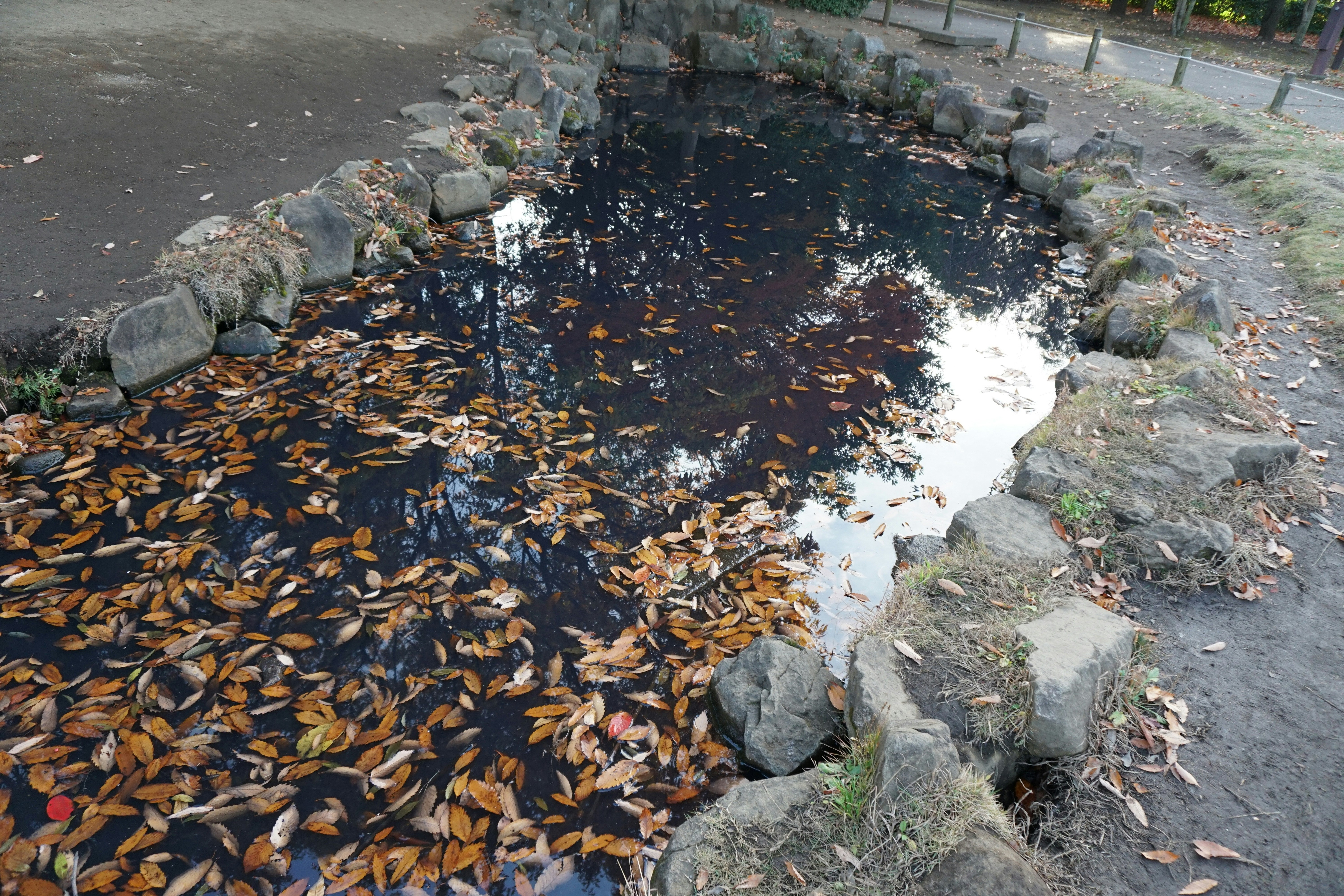 落叶漂浮在岩石水洼中的自然景象