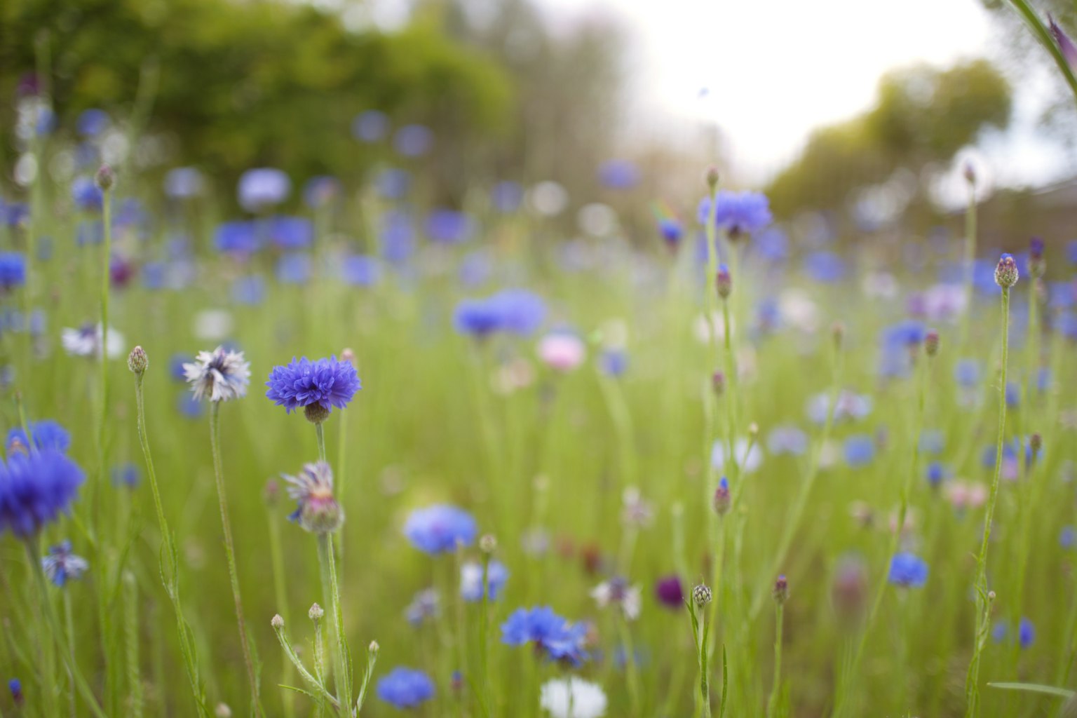 Un campo di fiori blu in fiore circondato da verde