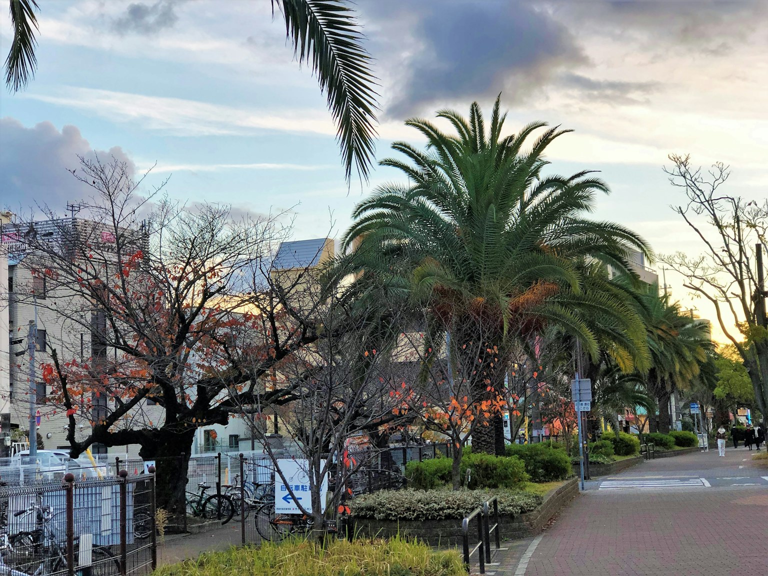 Vue pittoresque avec des cerisiers en fleurs et des palmiers sous un ciel nuageux