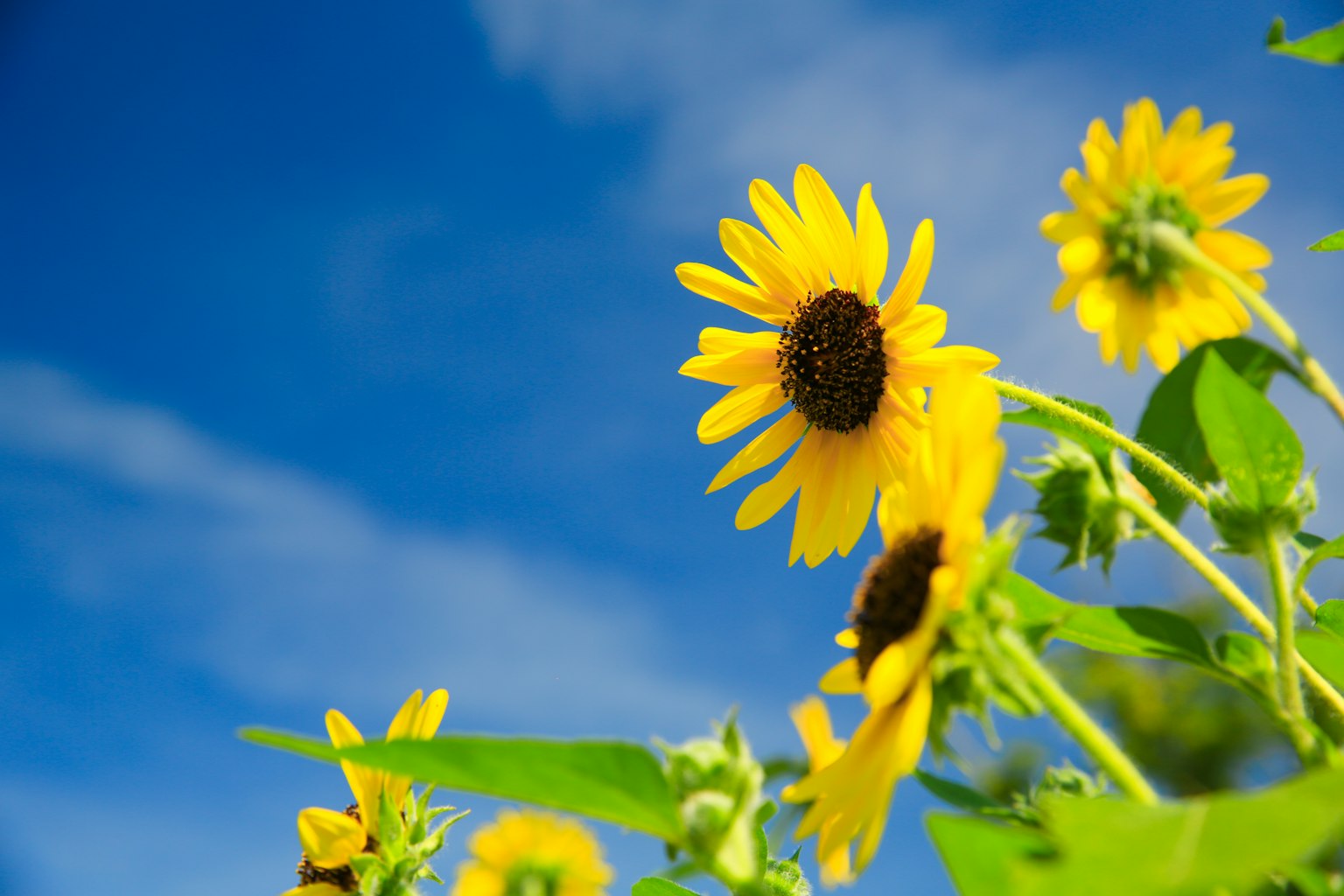 Fleurs de tournesol brillantes fleurissant sous un ciel bleu