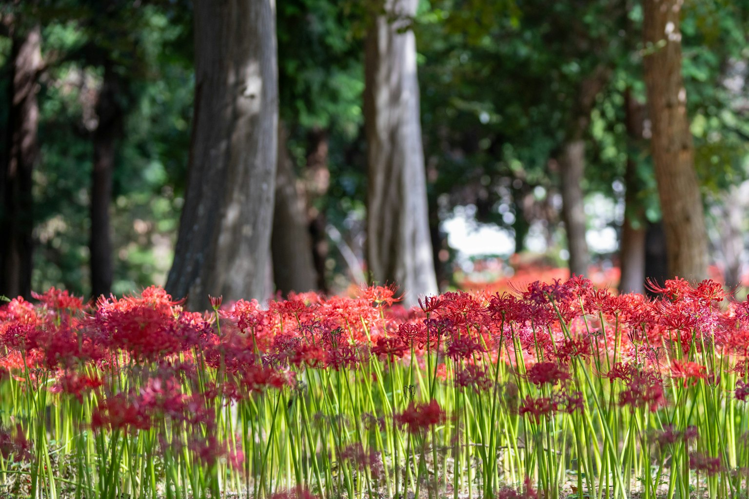 Ein lebhaftes Feld roter Spinnenlilien in einem Park mit Bäumen im Hintergrund