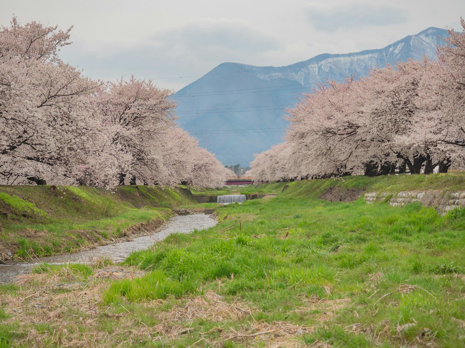 桜の木が並ぶ川沿いの風景と山々