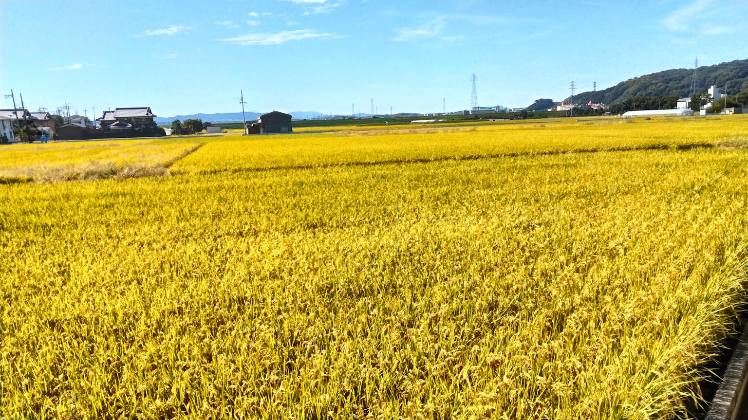 Goldene Reisfelder unter einem klaren blauen Himmel