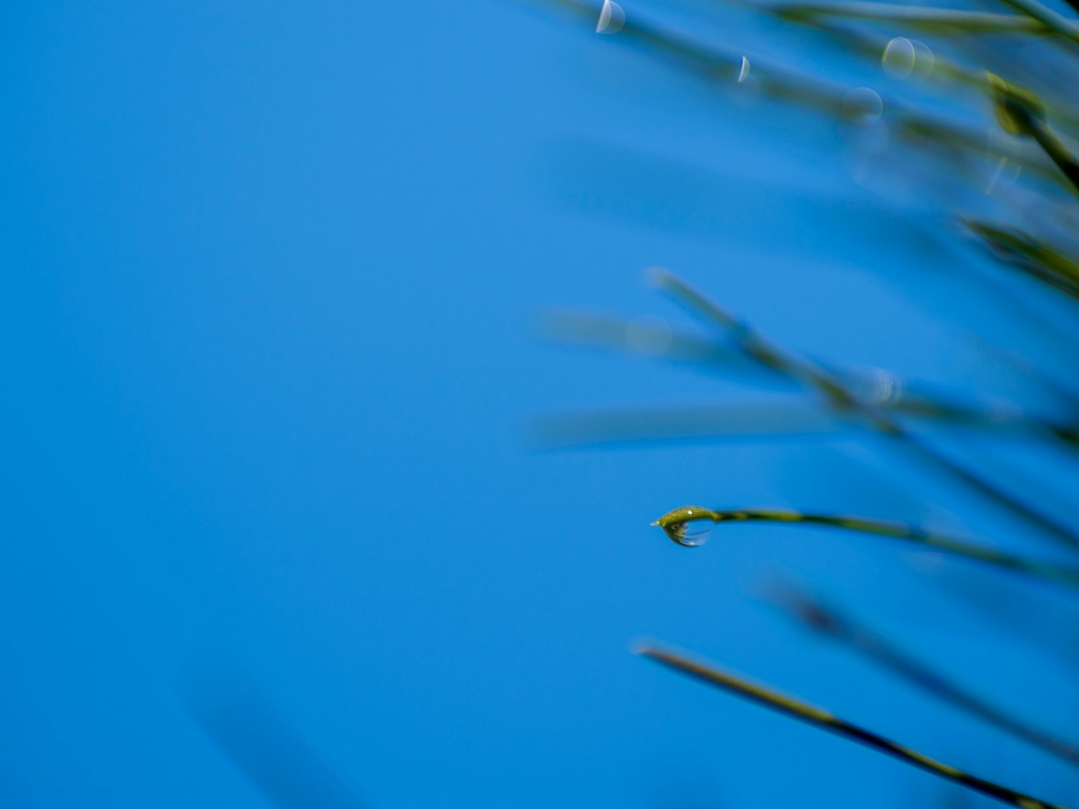 Hojas de hierba verde claro contra un fondo de cielo azul