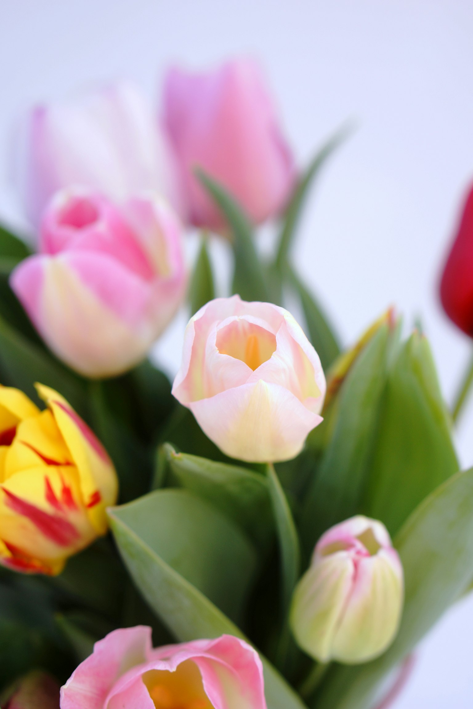 Un ramo de tulipanes coloridos asomando entre hojas verdes