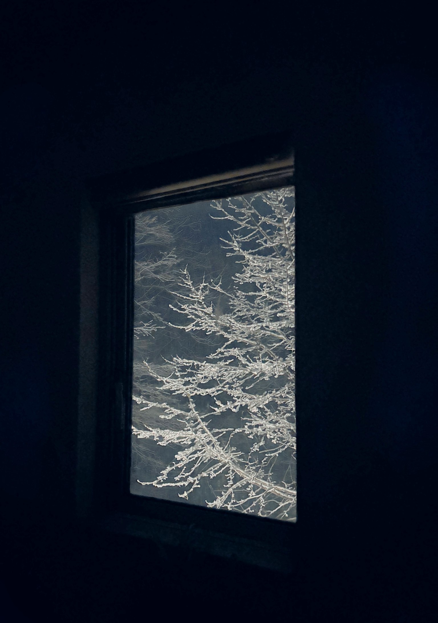 黑暗窗户外可见的雪覆盖树木