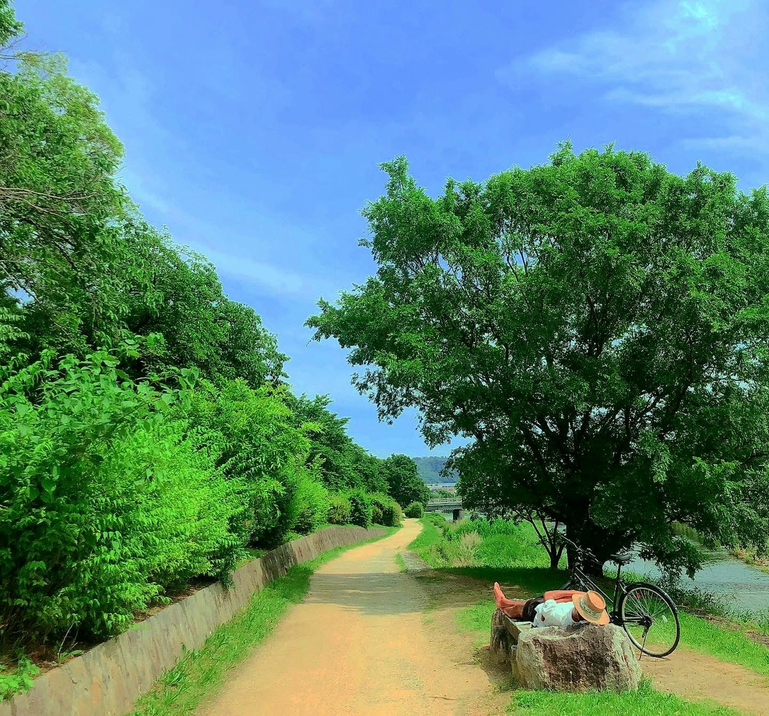 Scenic path surrounded by lush greenery with a large tree and a bicycle resting nearby