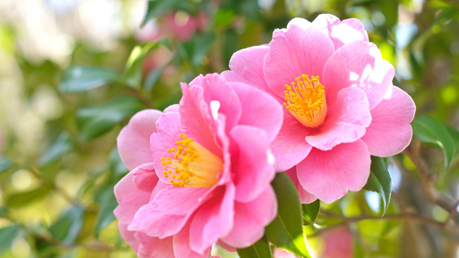 Fiori di camelia rosa vivaci che sbocciano tra le foglie verdi