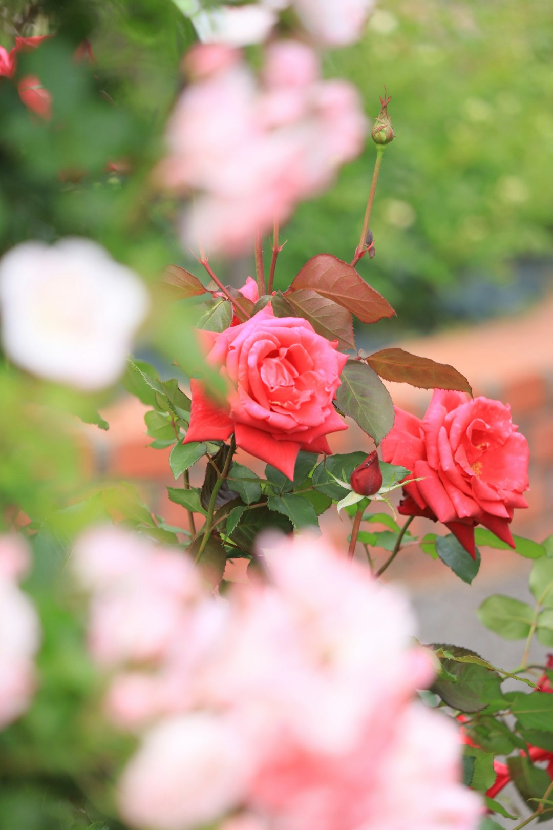ピンクのバラの花とつぼみが枝に咲く庭の風景
