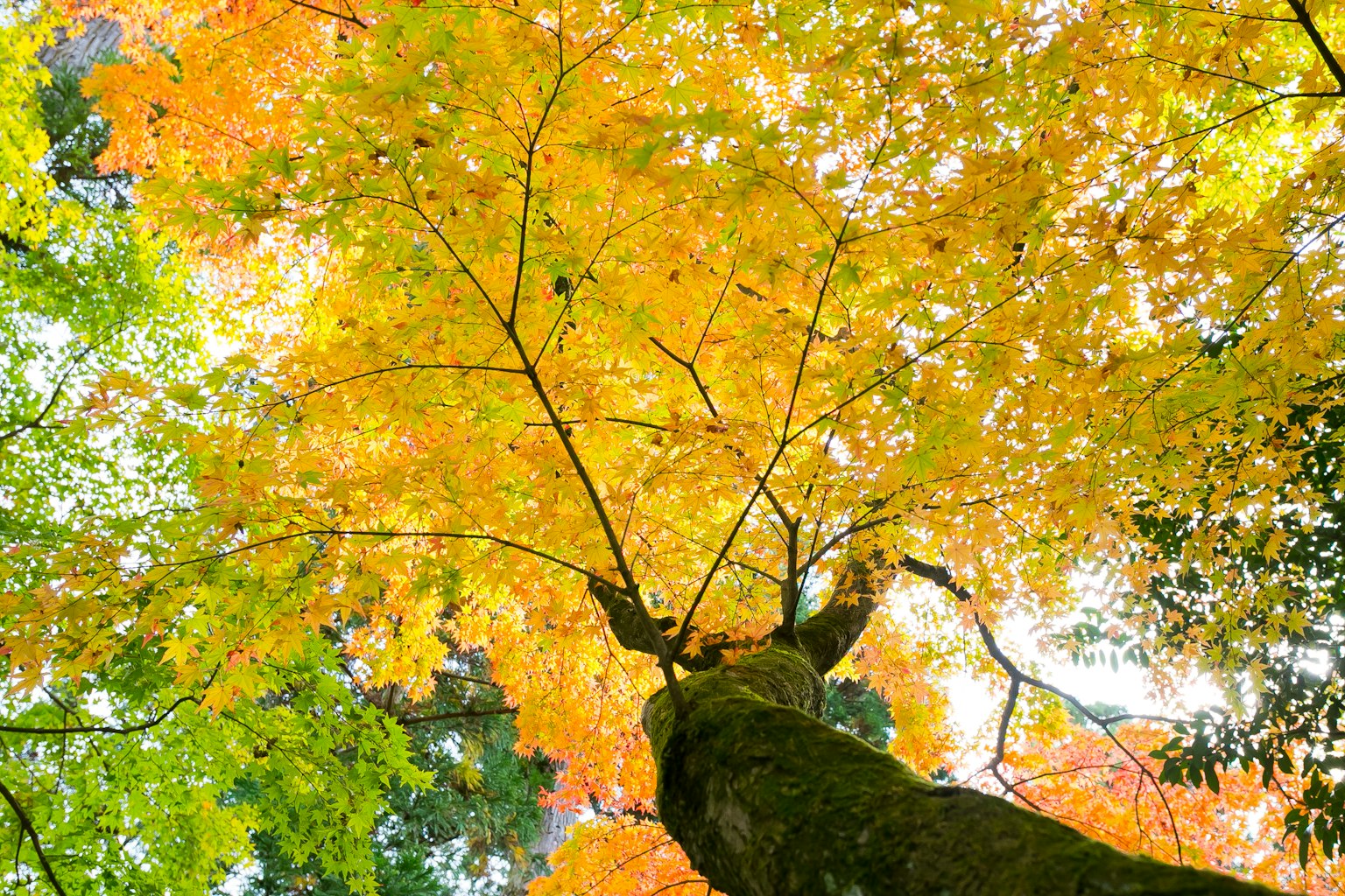 View looking up at a tree adorned with autumn colors