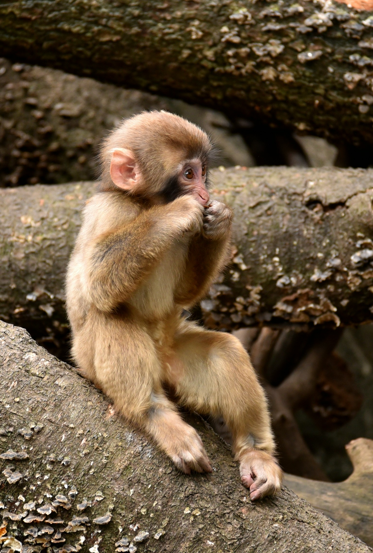 Joven mono sentado en una rama de árbol