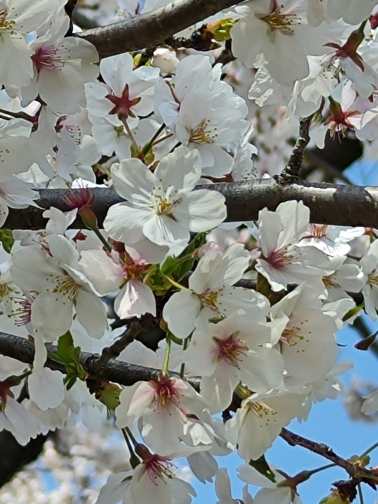 Pemandangan musim semi yang indah dengan bunga sakura mekar
