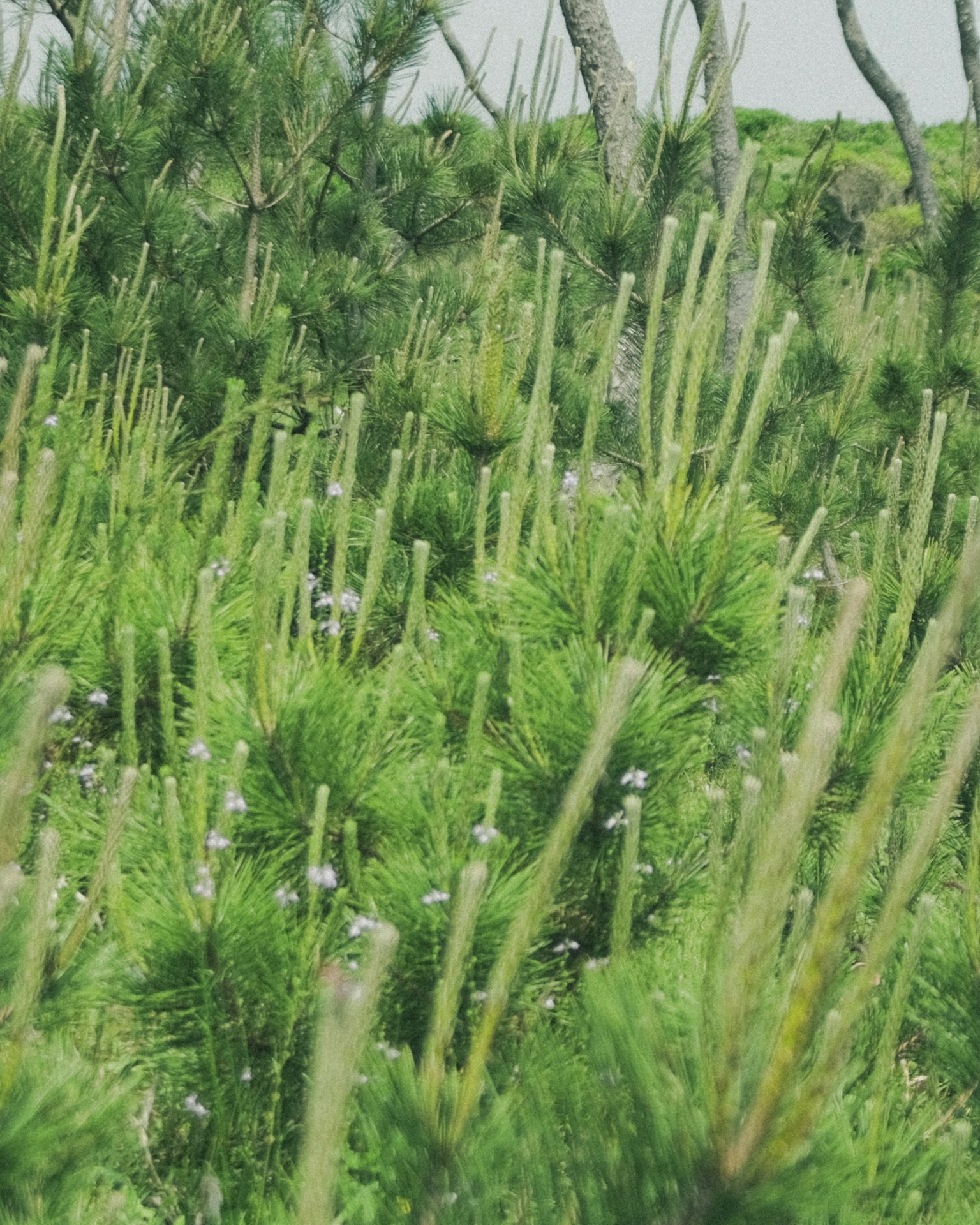 Hutan pinus hijau subur dengan tunas pinus tinggi dan ramping