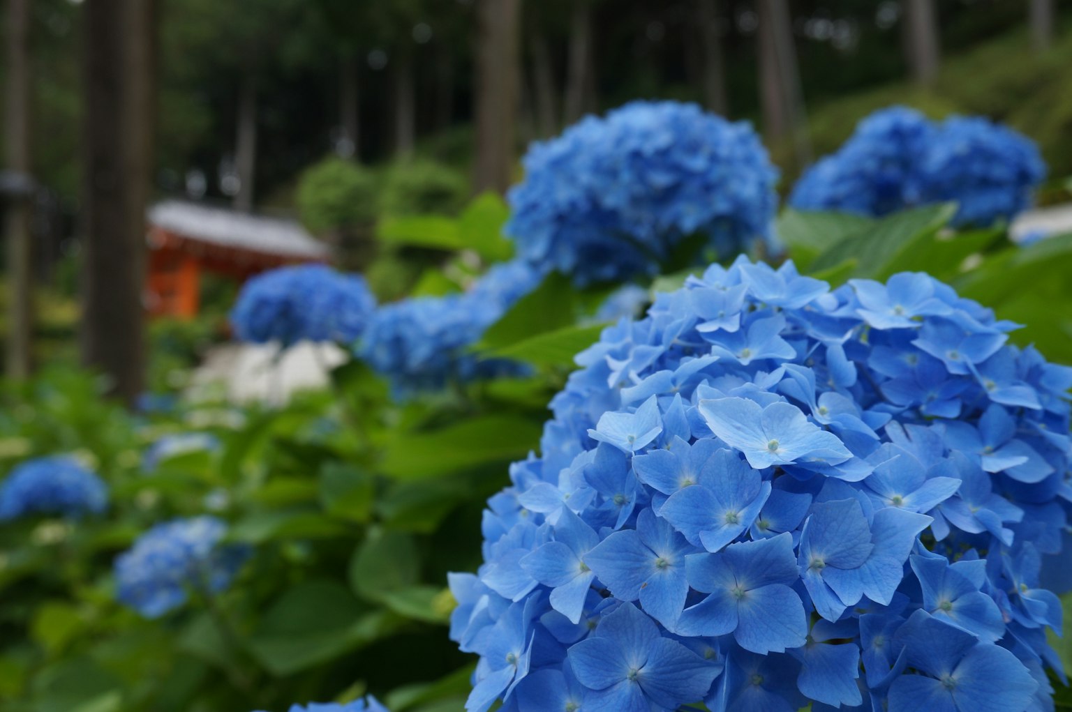 Blaue Hortensienblüten in einem Garten mit Bäumen und einer kleinen Hütte im Hintergrund