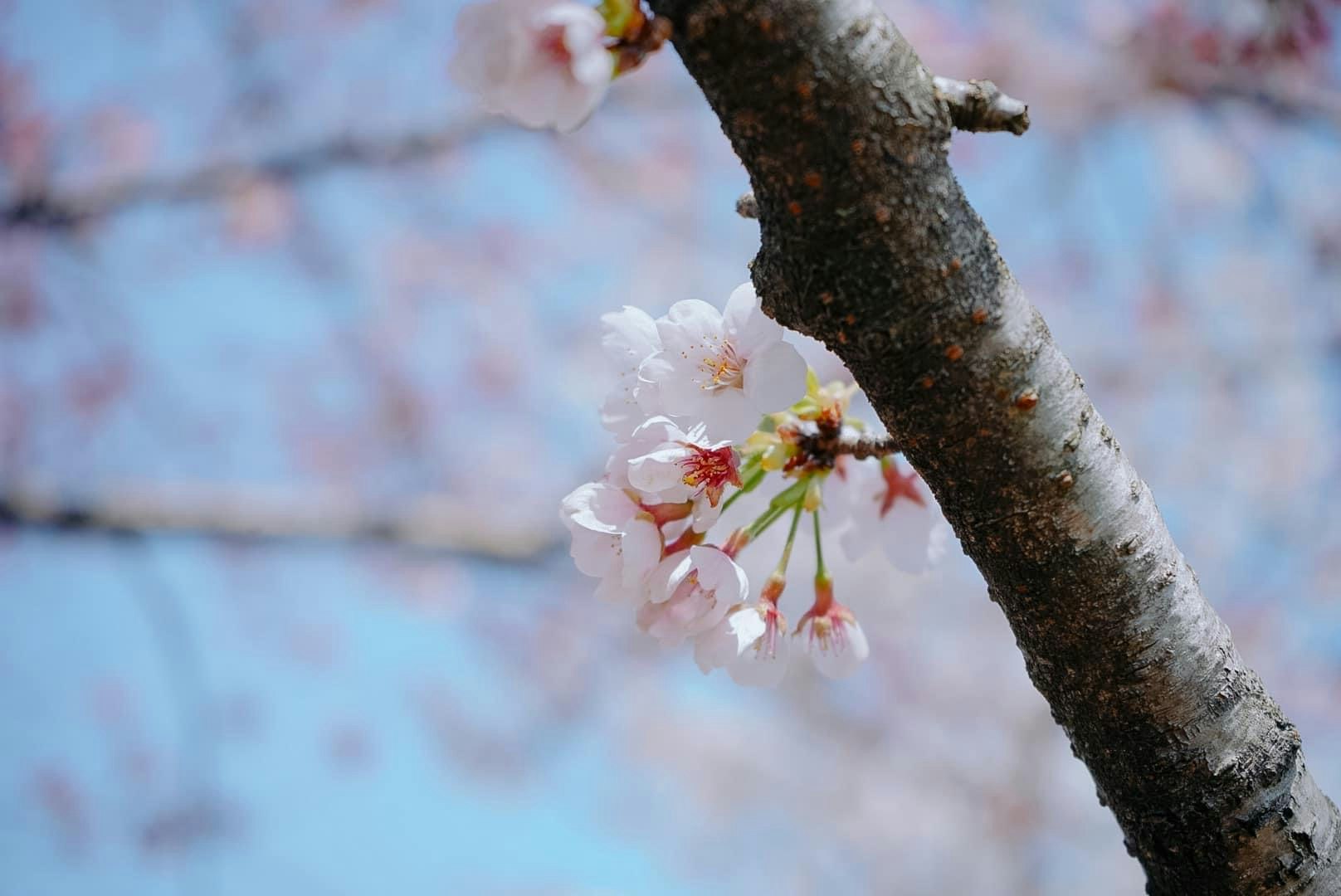 Bunga sakura di ranting mekar di taman musim semi di bawah langit biru