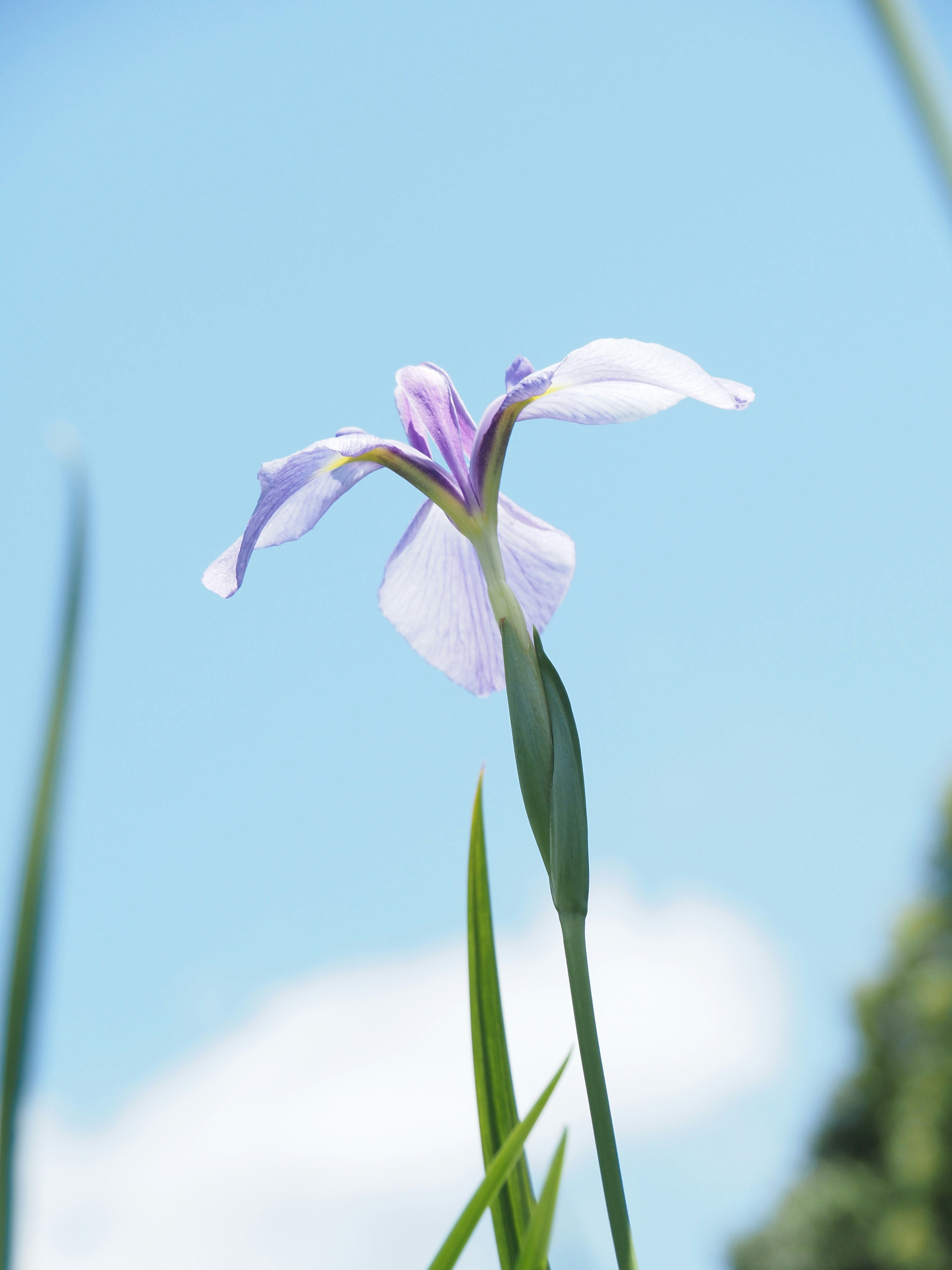 花菖蒲祭りの花菖蒲の一輪