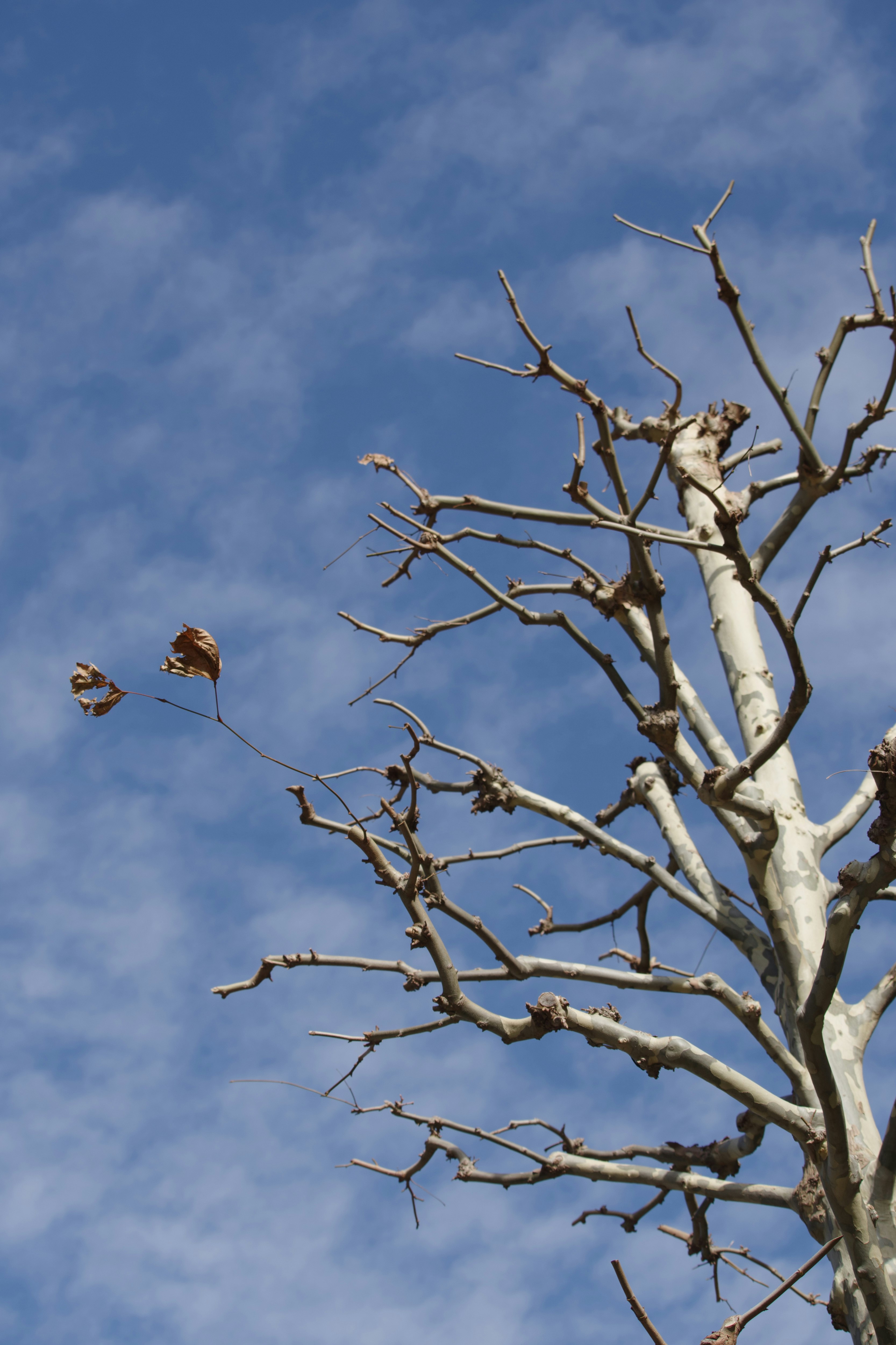 ramas de un árbol caducifolio con brotes restantes bajo un cielo azul