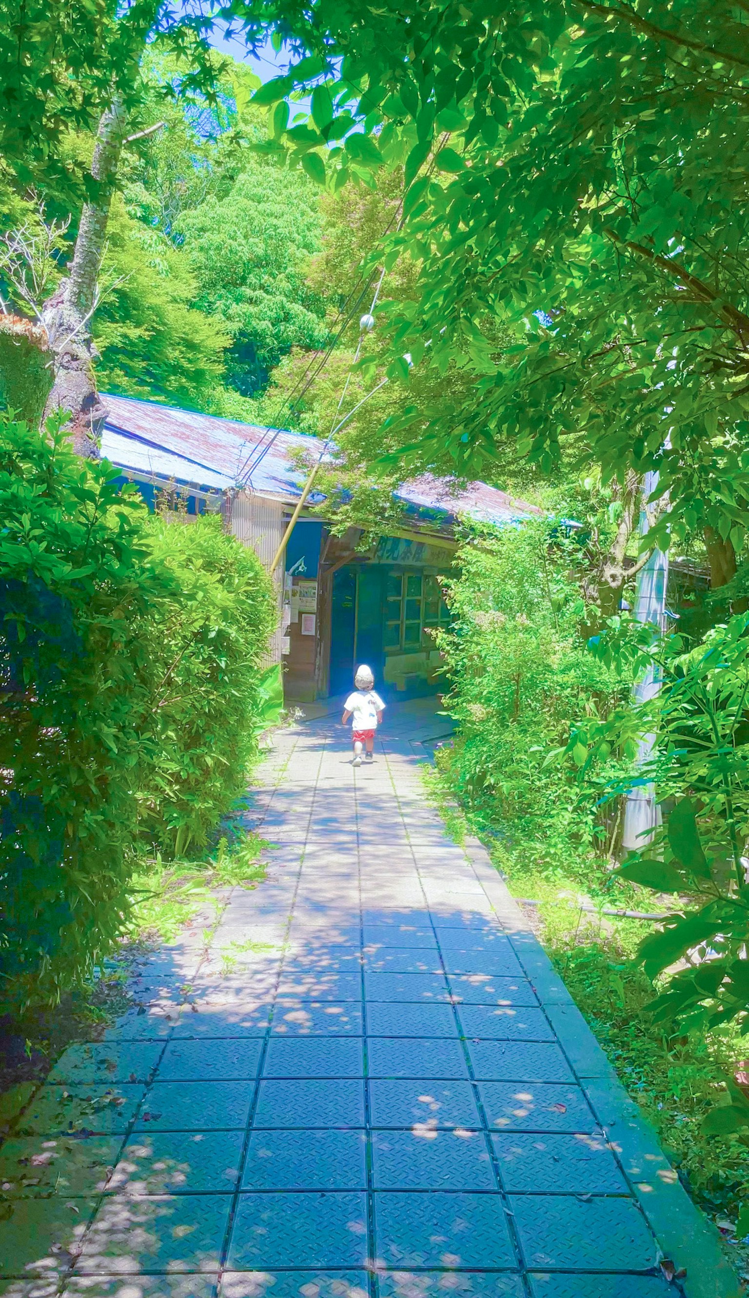 一个孩子在郁郁葱葱的绿树环绕的小路上行走