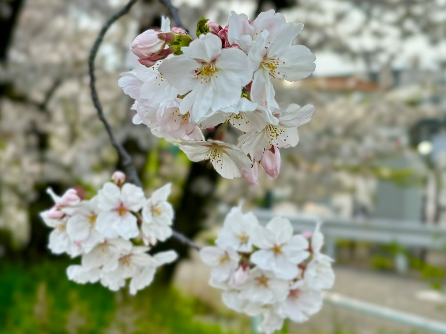 樱花盛开，白色花瓣和细腻的粉色花蕾