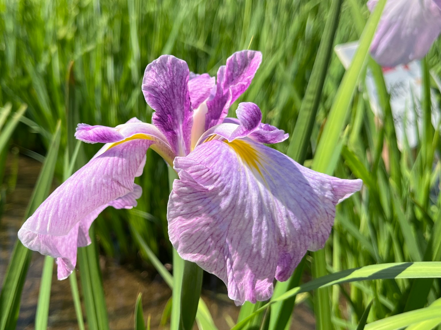 Eine schöne lila Irisblume, die zwischen grünen Blättern blüht