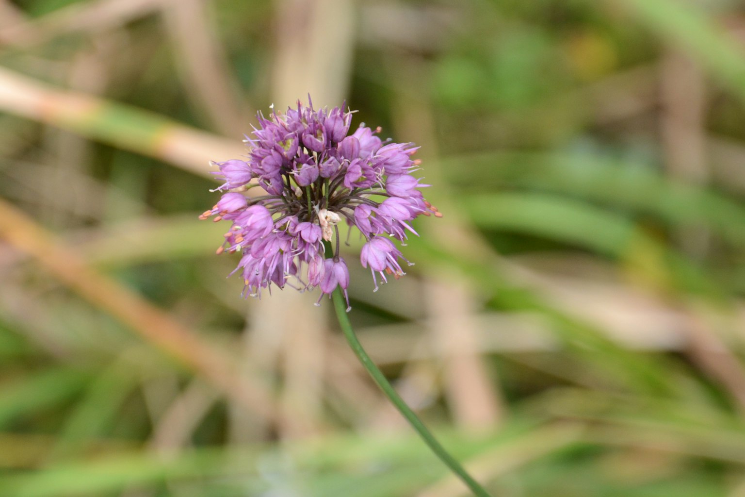 Imagen de una pequeña flor morada floreciendo en un campo de hierba