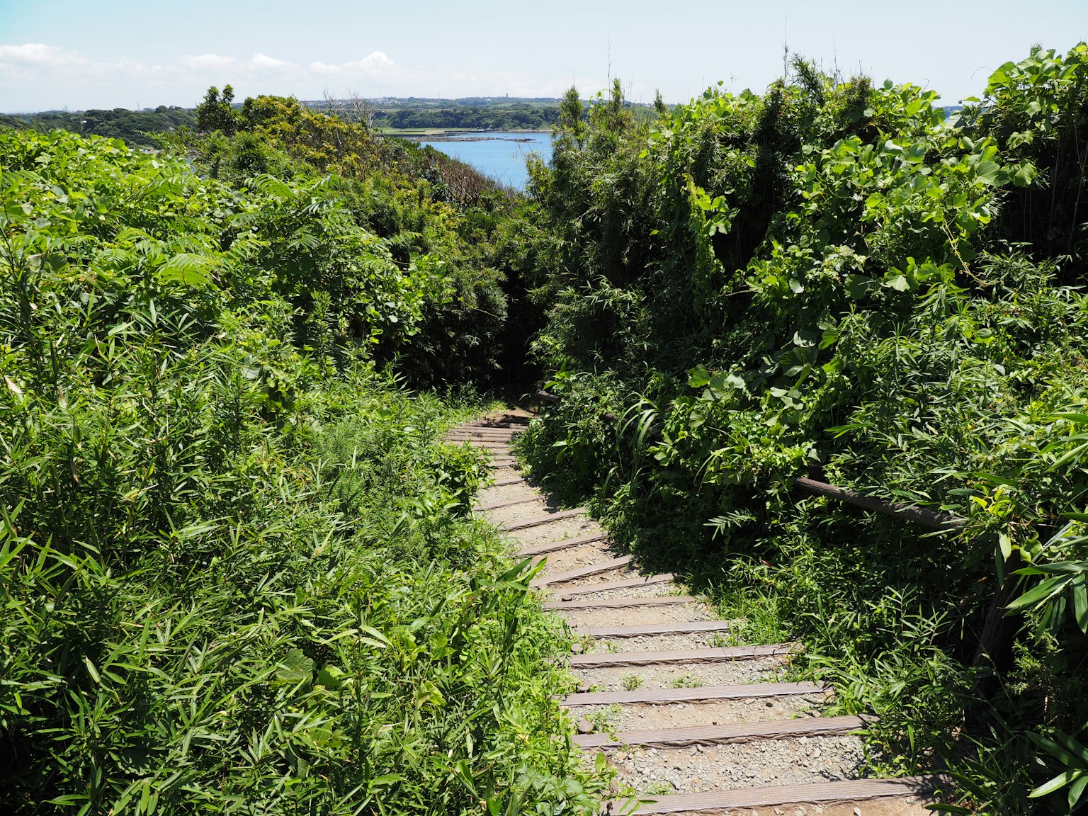 Wooden steps leading down through lush greenery towards a body of water