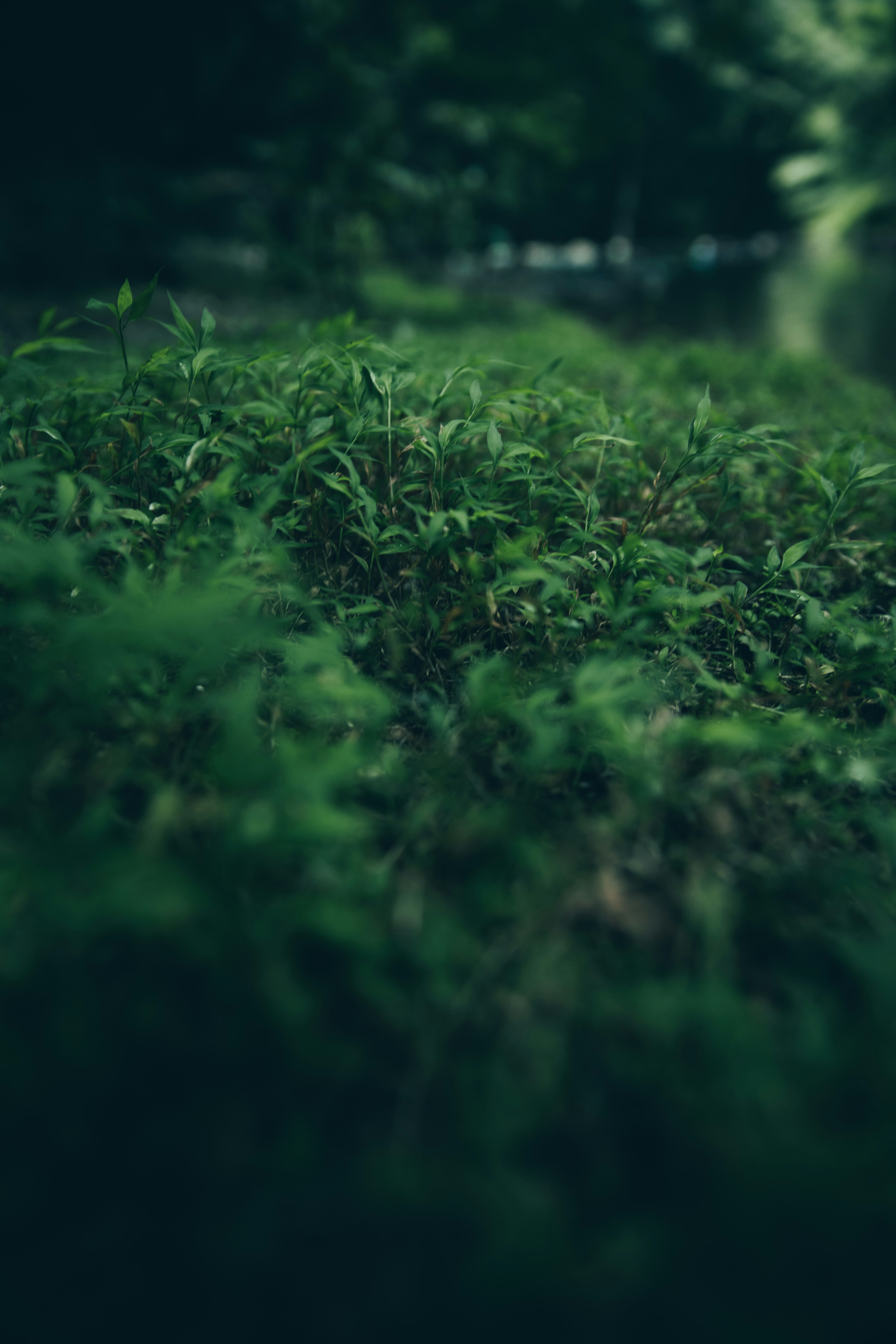 緑の草むらの中に広がる自然の小道