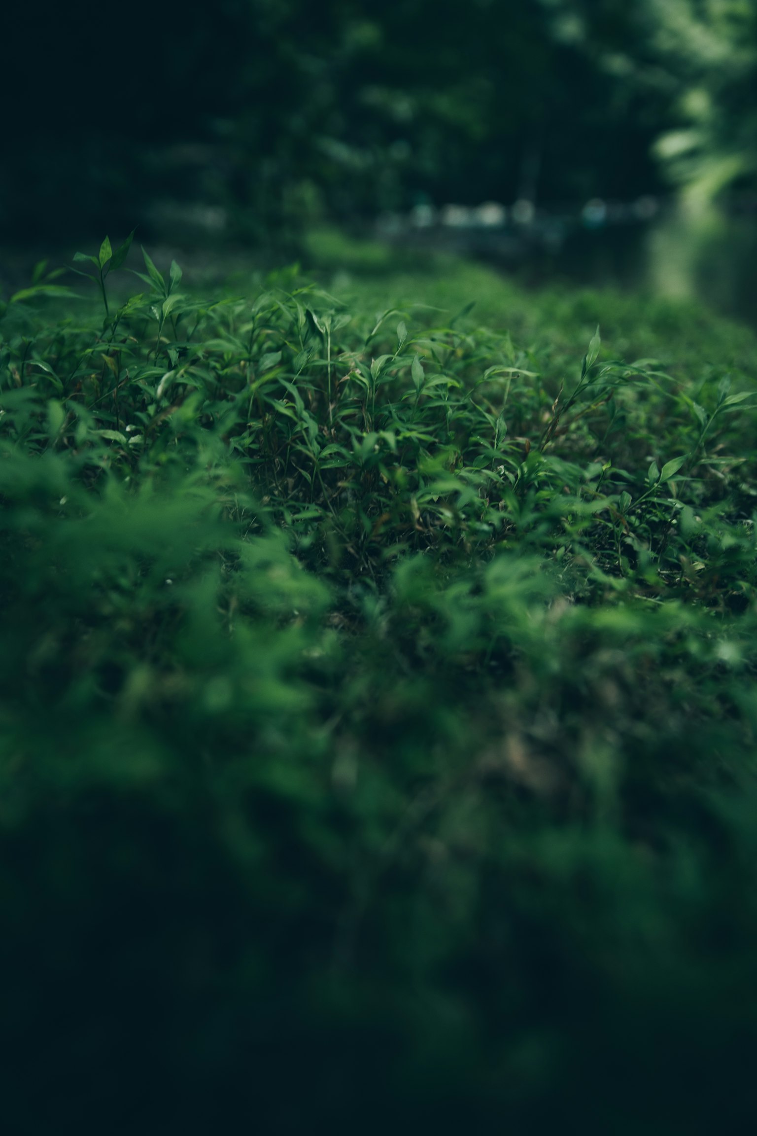 Blurred landscape featuring lush green foliage