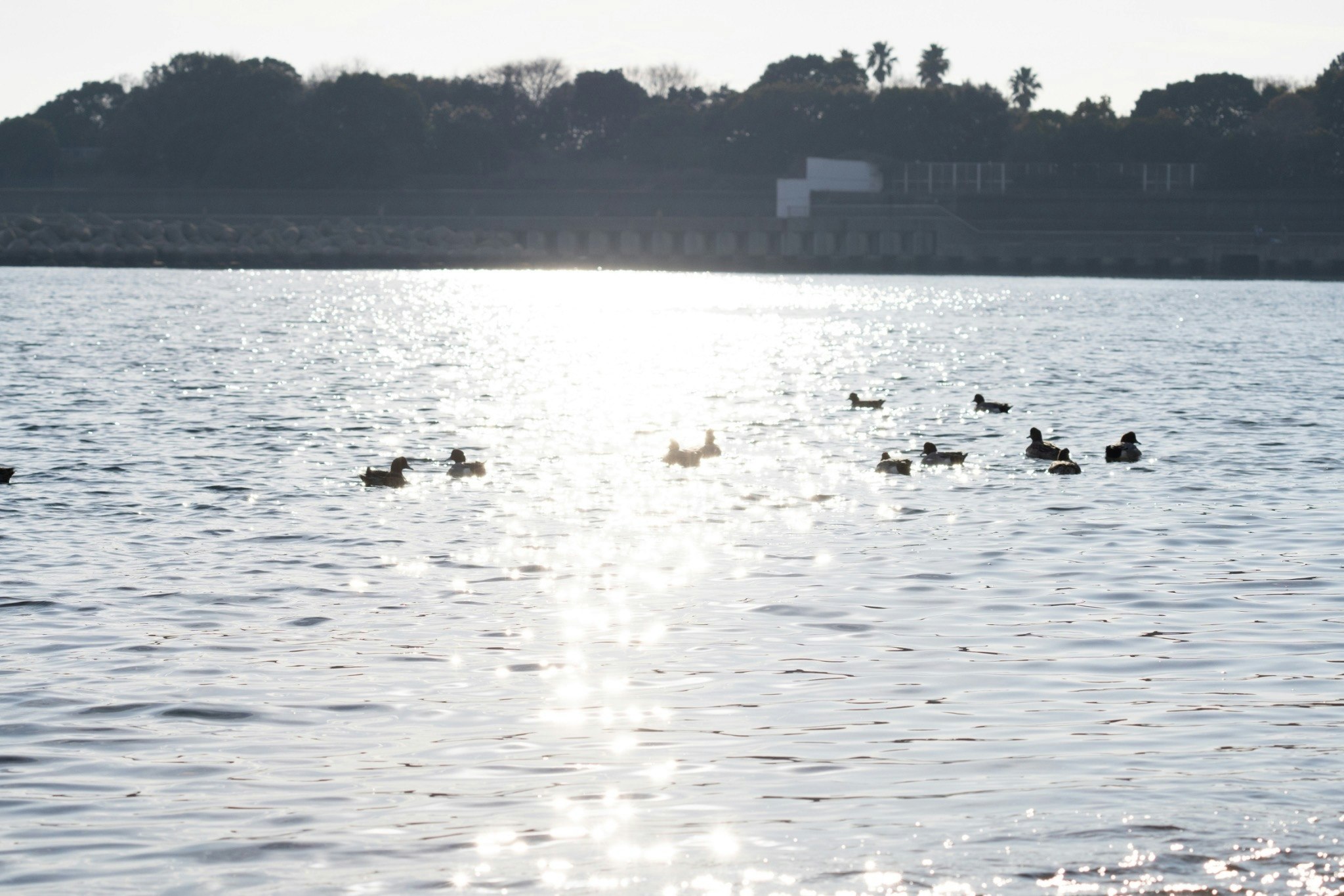 ducks swimming on a calm lake at sunrise