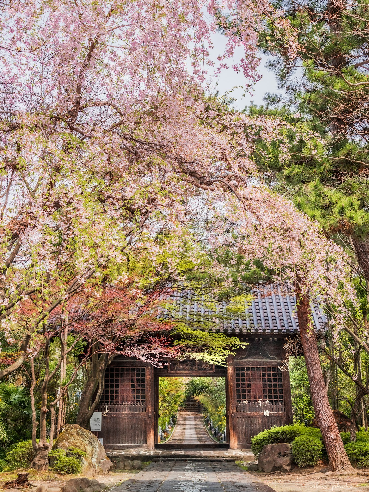 ทิวทัศน์สวนญี่ปุ่นพร้อมต้นซากุระและประตูเก่า