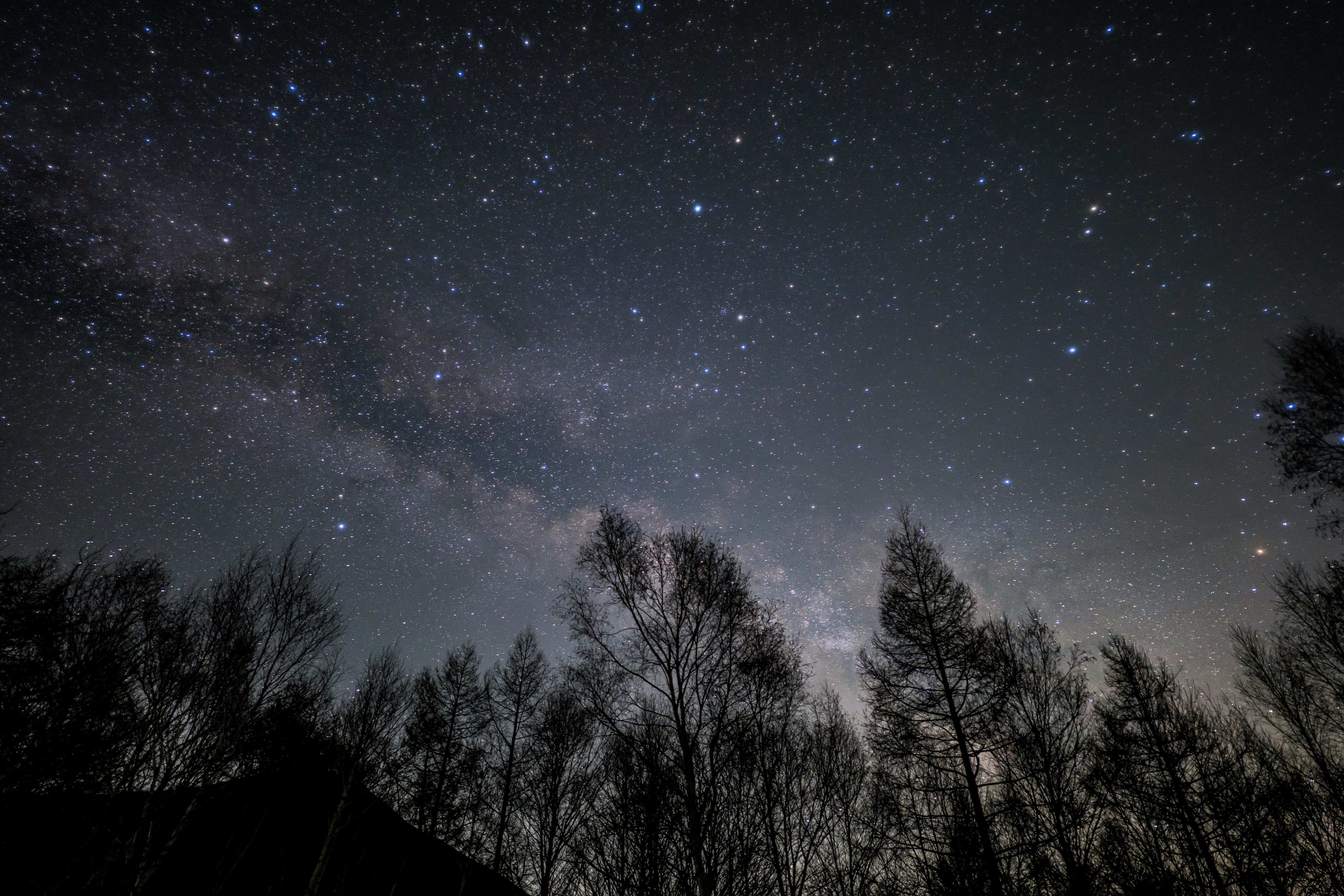 夜空に広がる星空と木々のシルエット