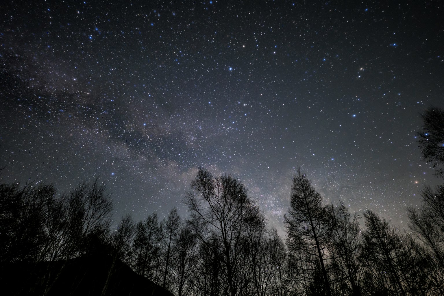 Langit malam dipenuhi bintang dan siluet pohon
