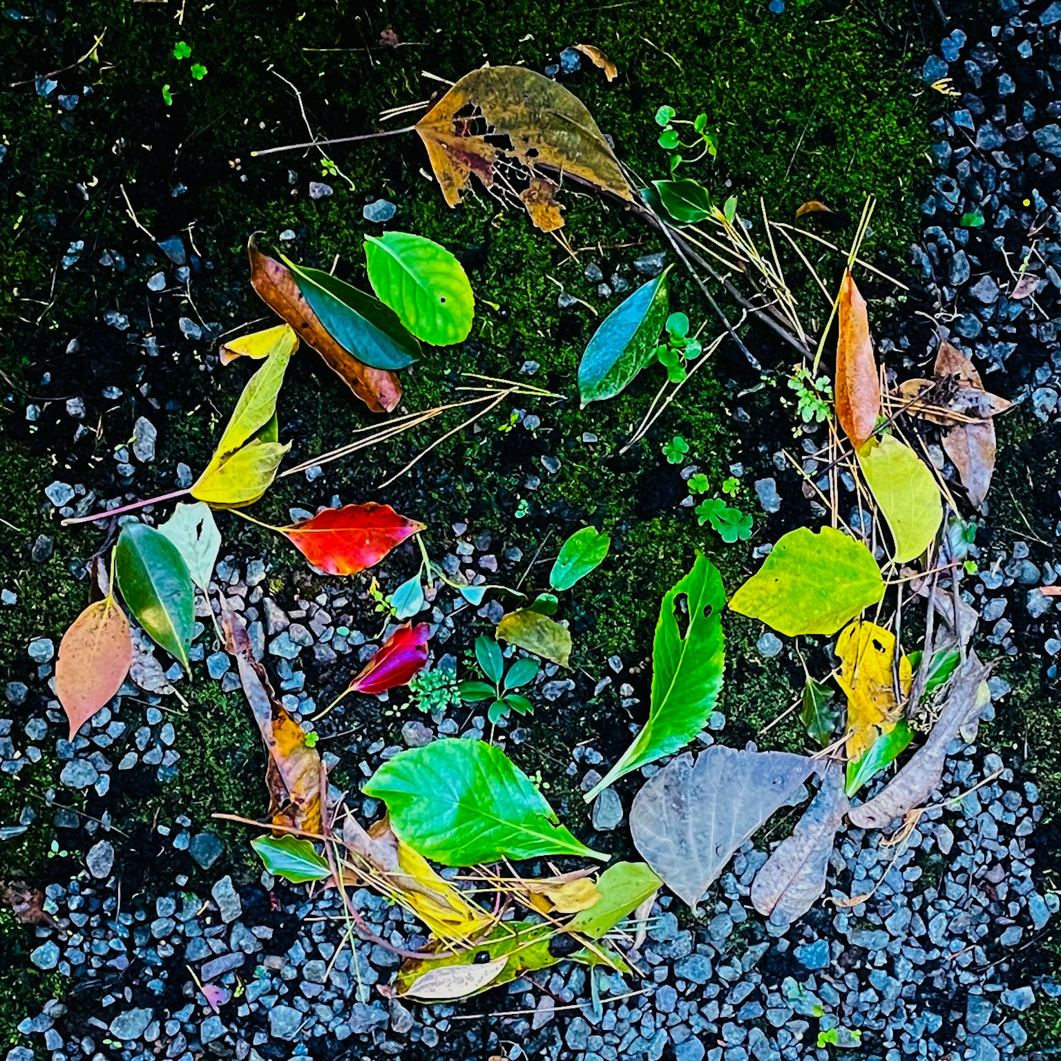 Hojas coloridas dispuestas en un patrón circular sobre el suelo creando arte natural