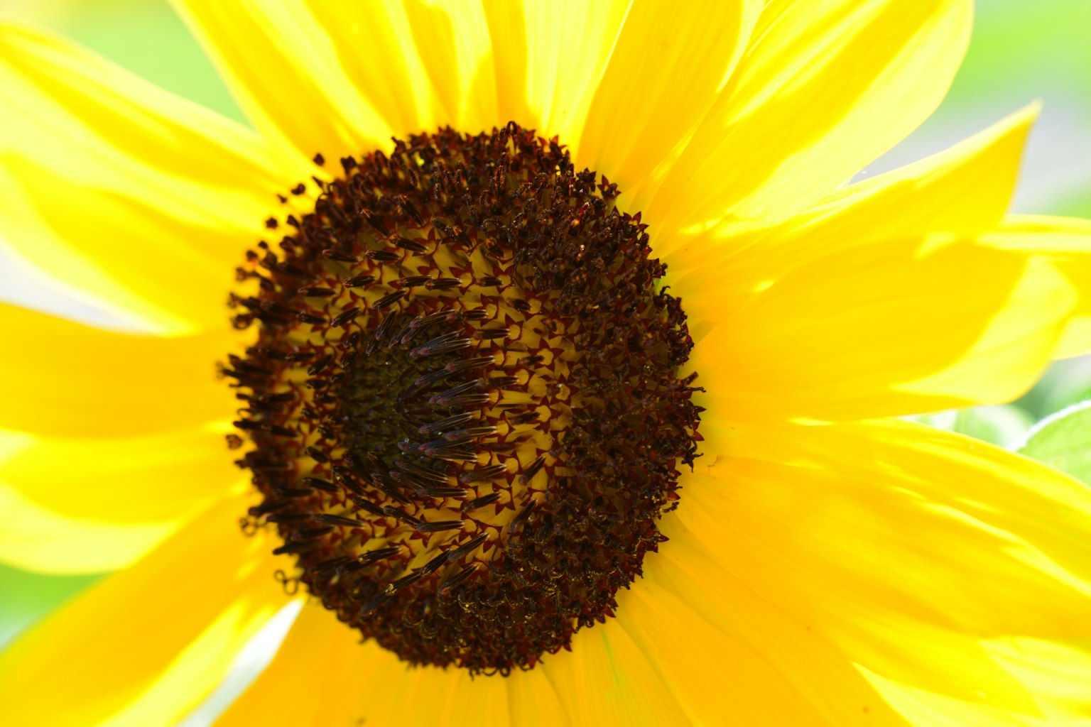Nahaufnahme einer leuchtend gelben Sonnenblume mit dunklem Zentrum