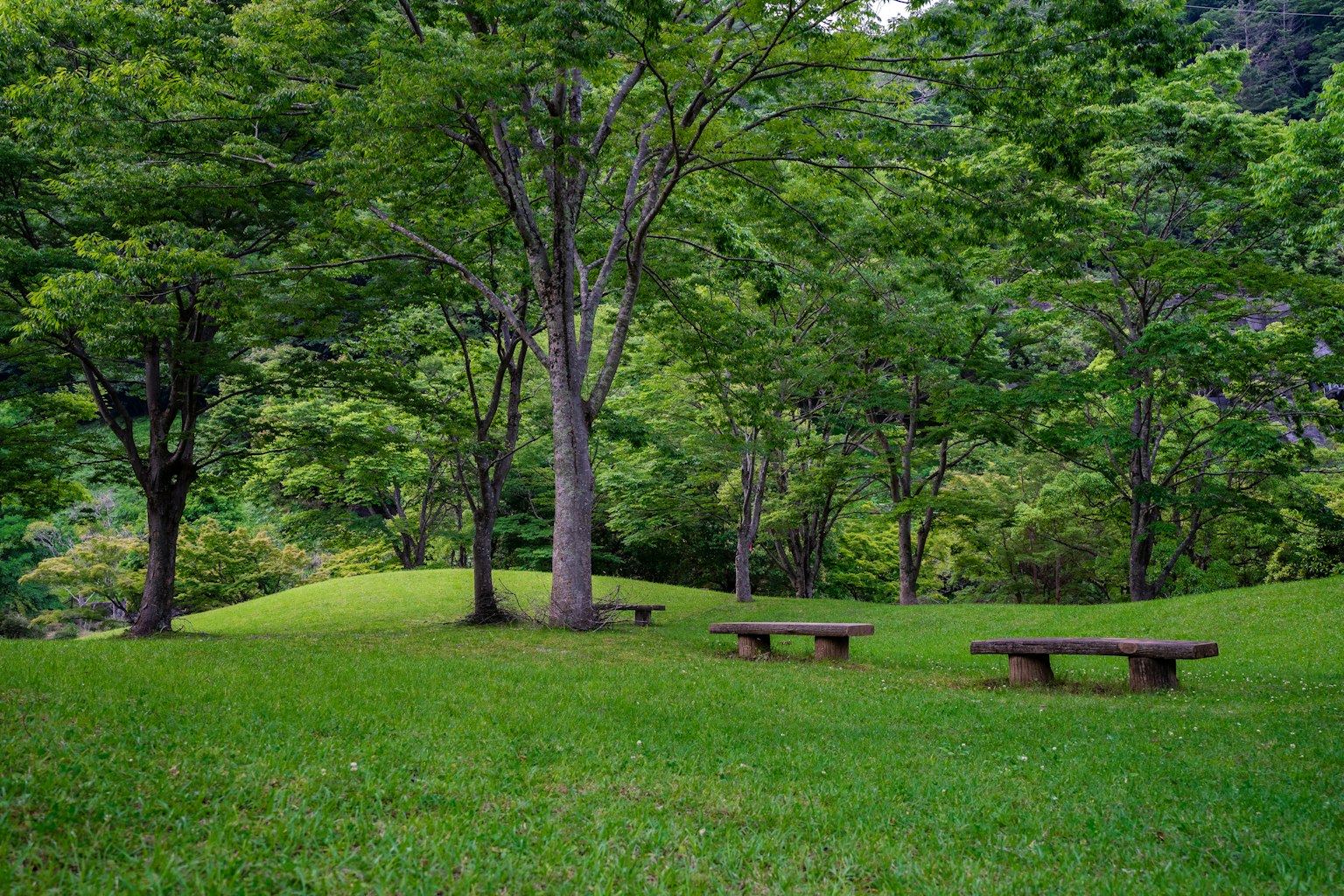 Üppige Parklandschaft mit großen Bäumen und Bänken auf dem Gras