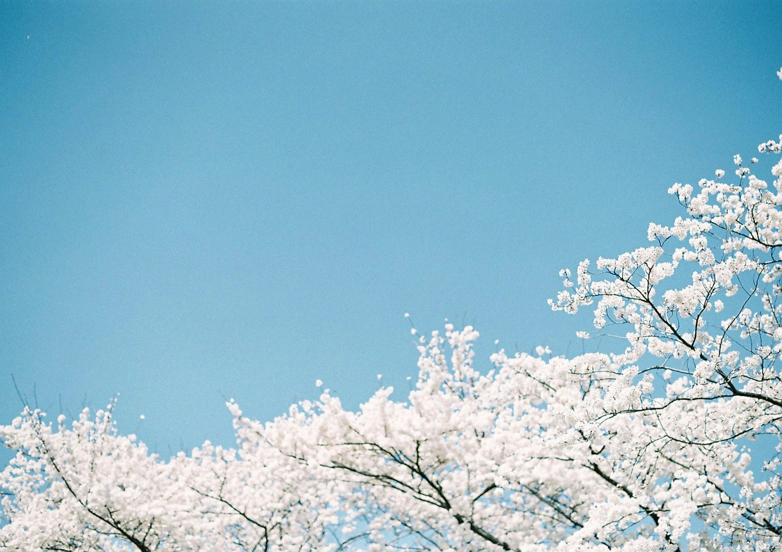青空に咲く桜の枝先