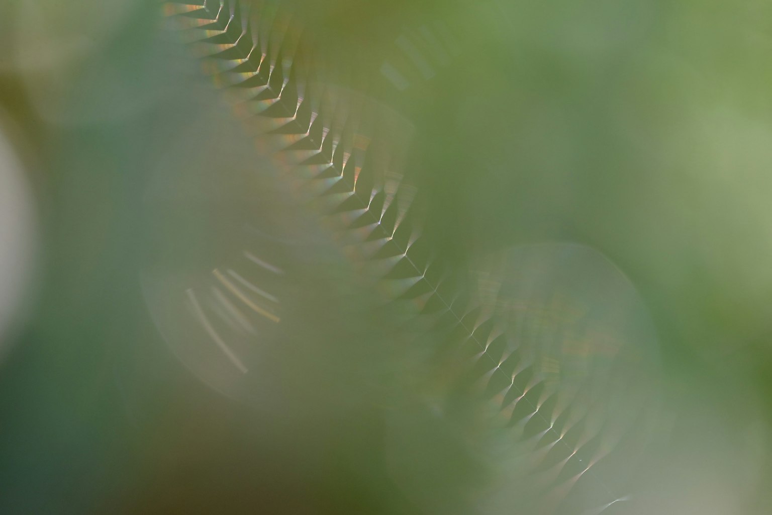 ภาพเบลอที่มีลวดลายใบไม้บนพื้นหลังสีเขียว