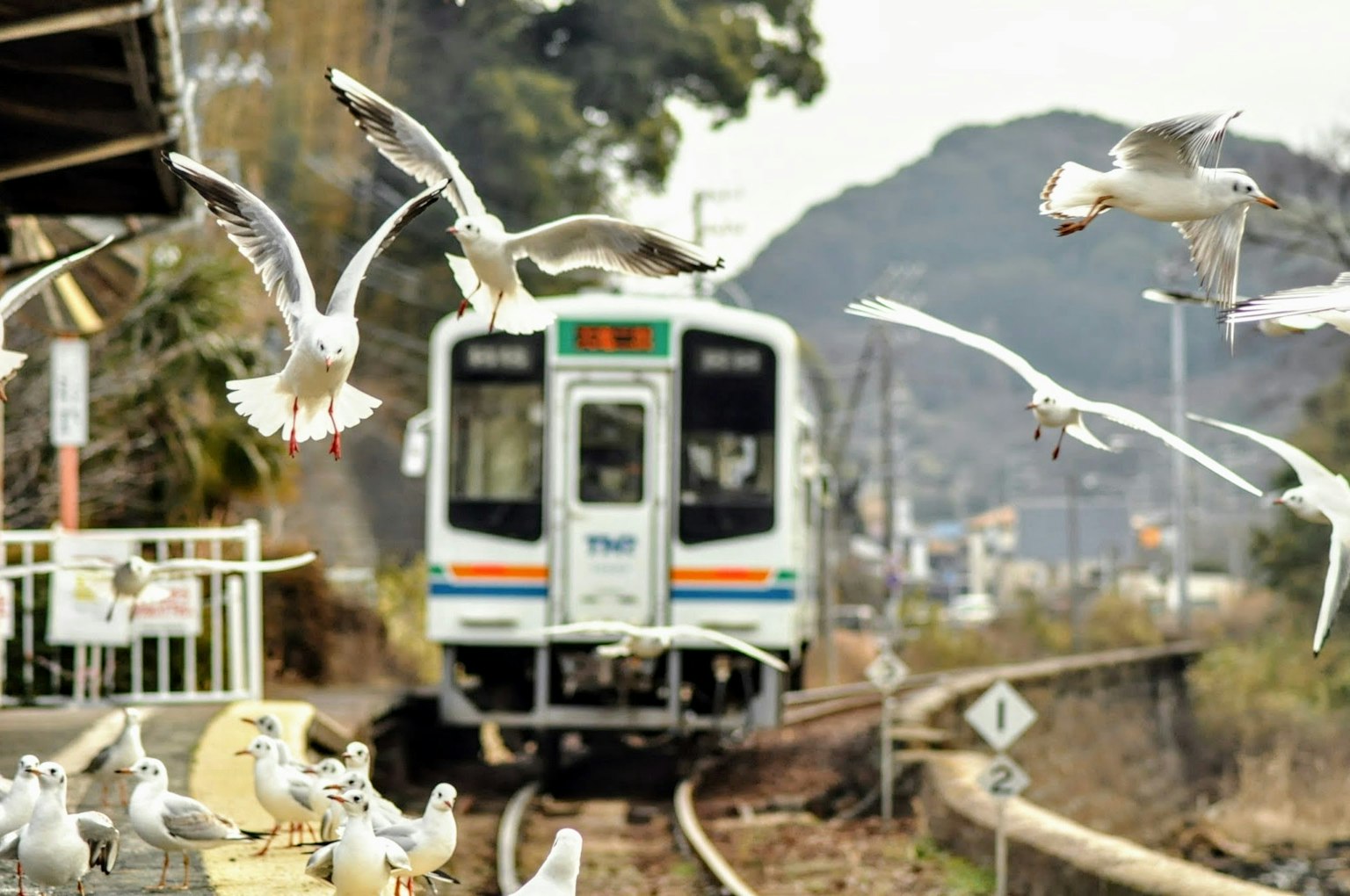 Train on tracks with a flock of seagulls in flight