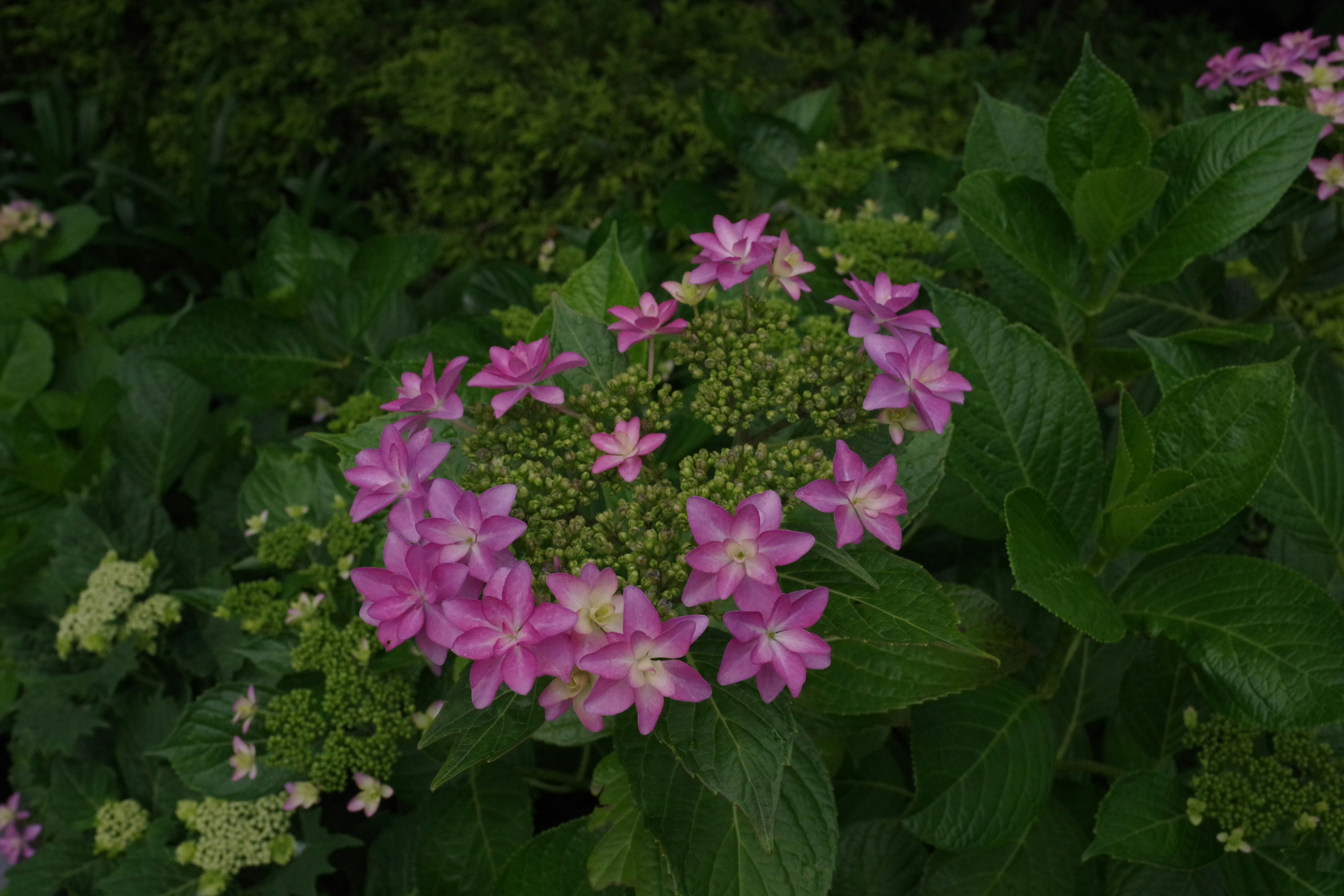 ピンクの花と緑の葉が重なる庭の花壇