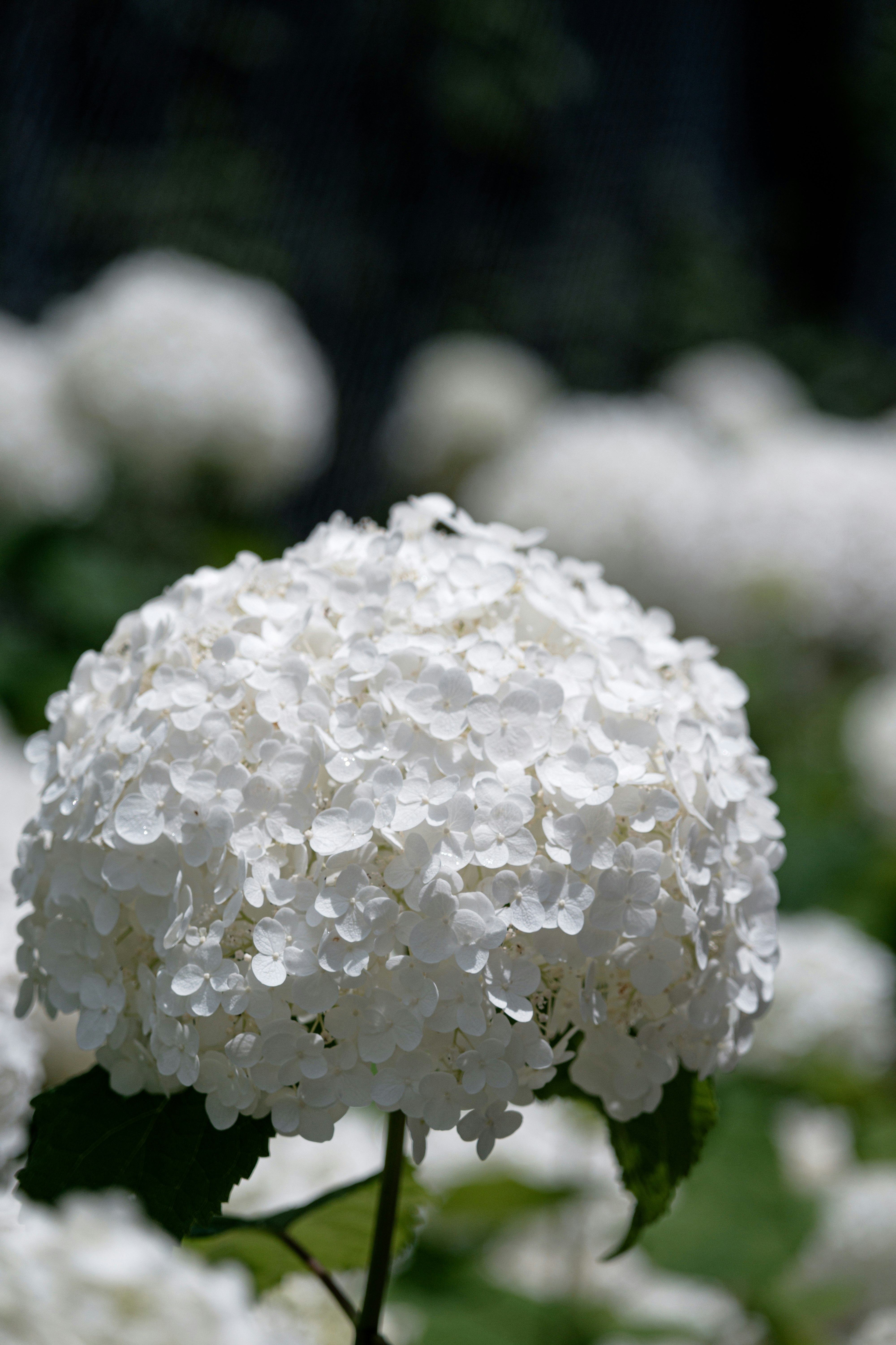 weiße Hortensienblüten mit Regentropfen