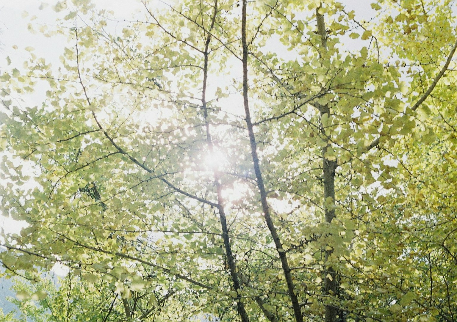 Helles Sonnenlicht, das durch grüne Blätter und Baumzweige fällt