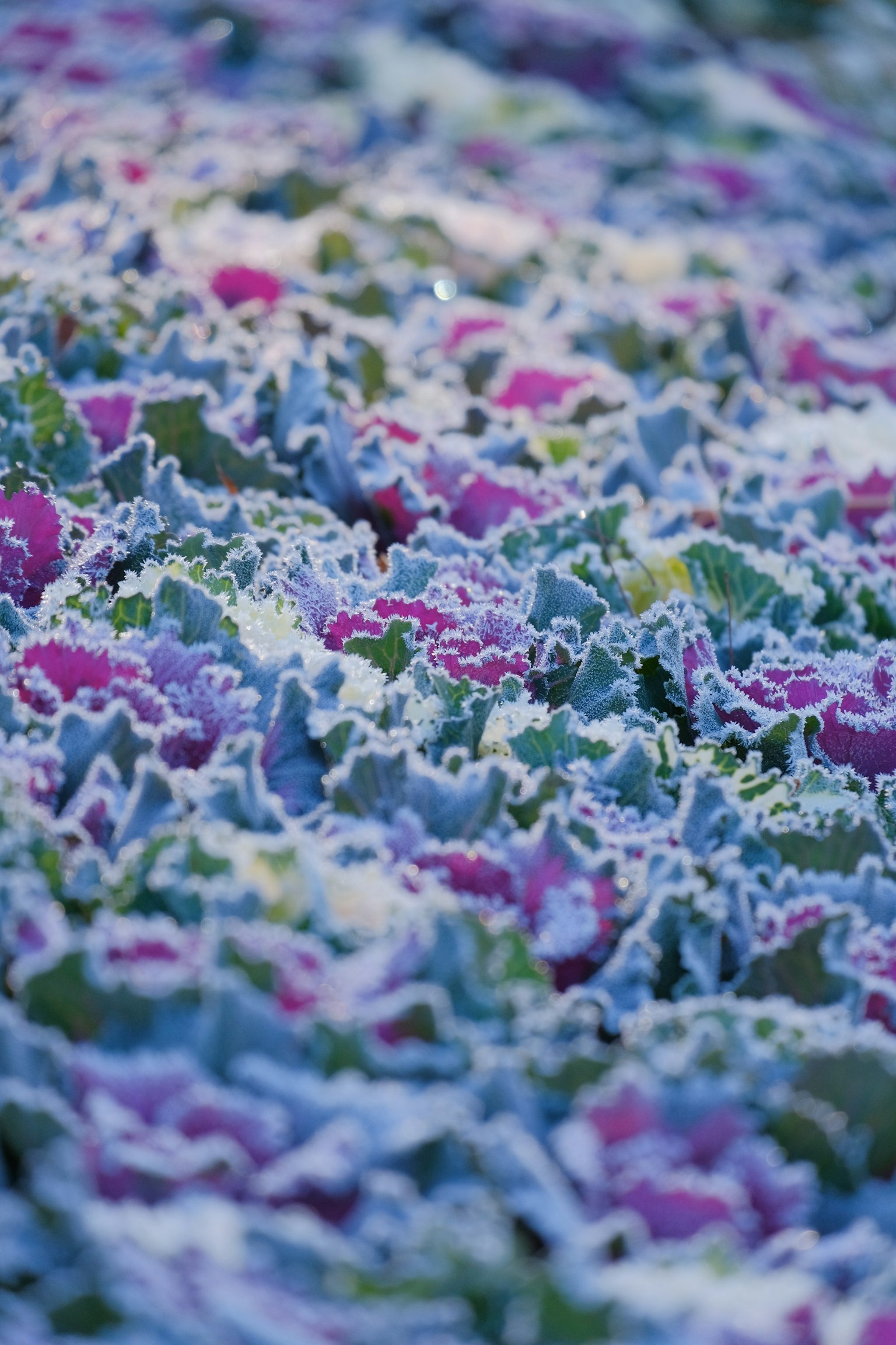 Gros plan de feuillage coloré avec des feuilles bleues et violettes présentant des motifs complexes